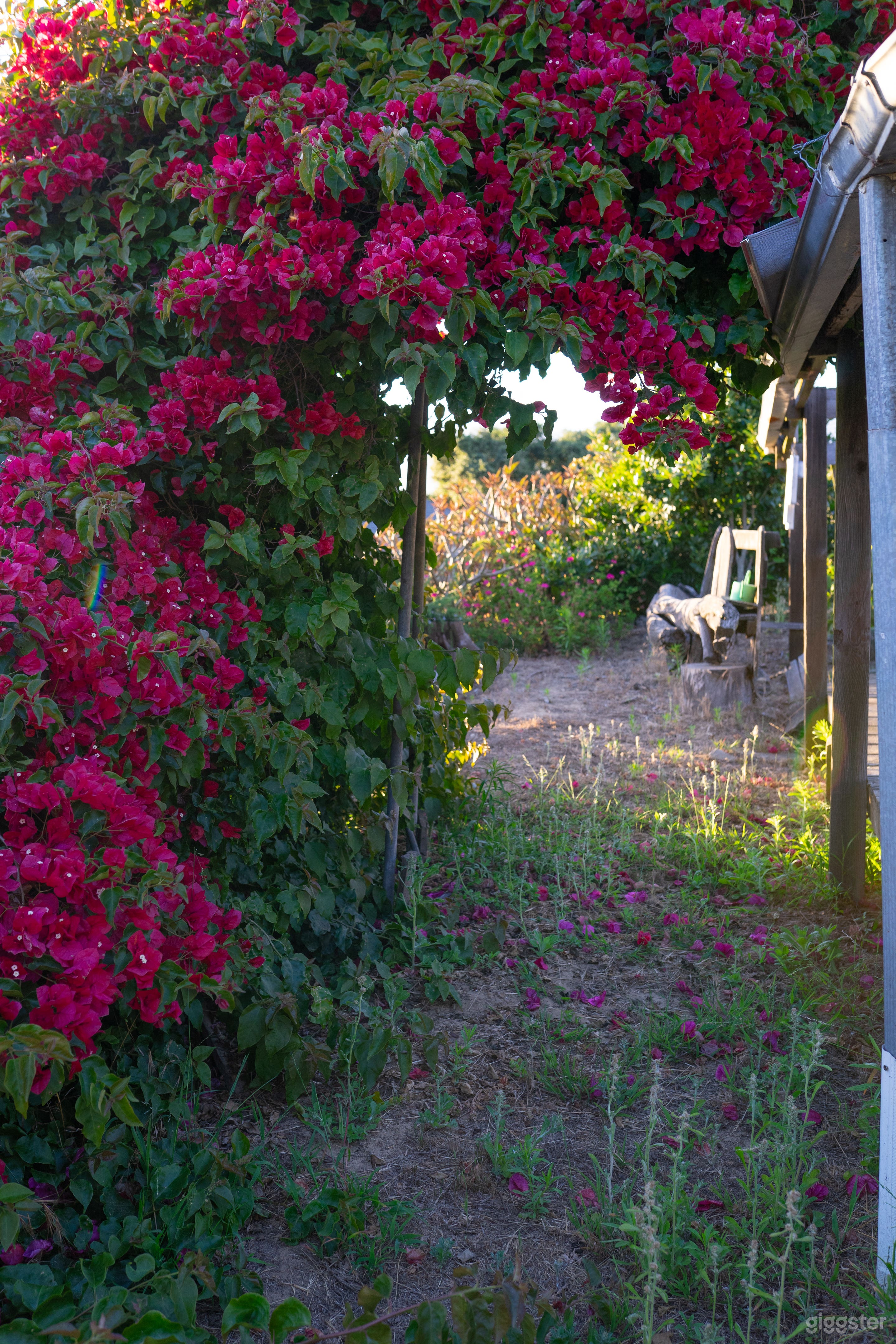 A bougainvilla archway, to a bay laurel tree to perfume your sauces