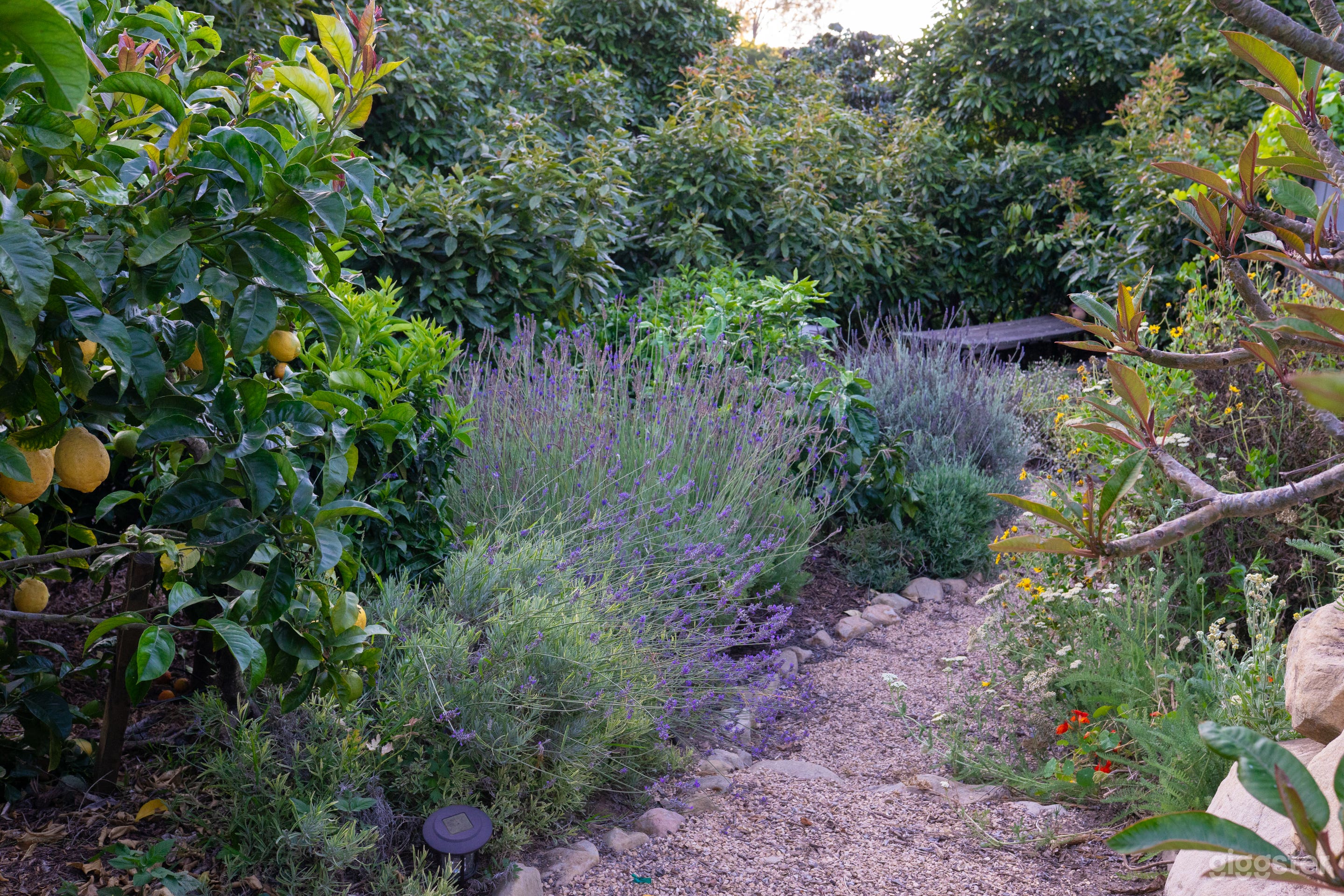 A short winding pathway past 4 types of lavender, specialty citrus, and native sages.