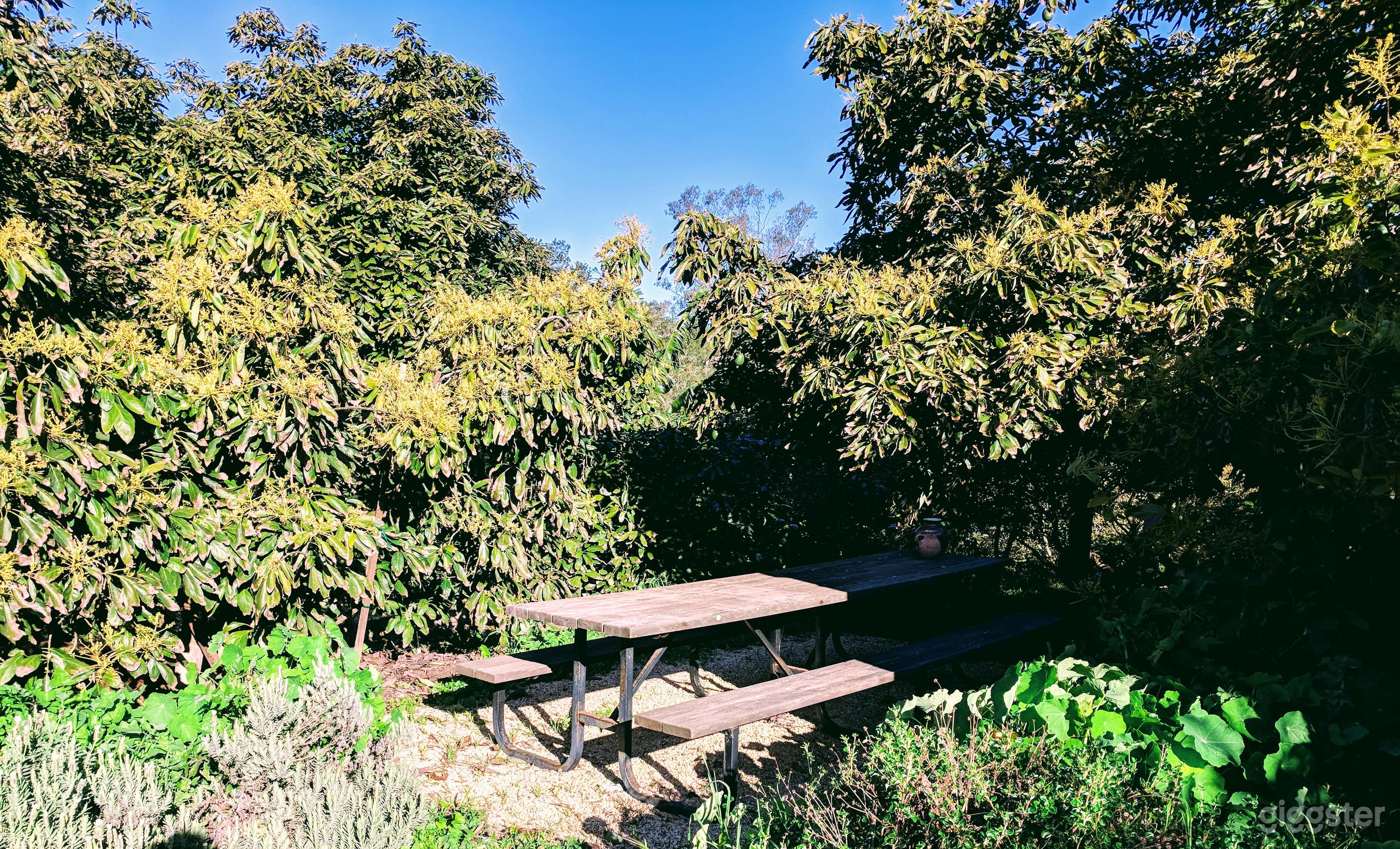 This picnic table seats 12, among avocados and pinot noir and meyer lemons, but you can seat up to 50 outside