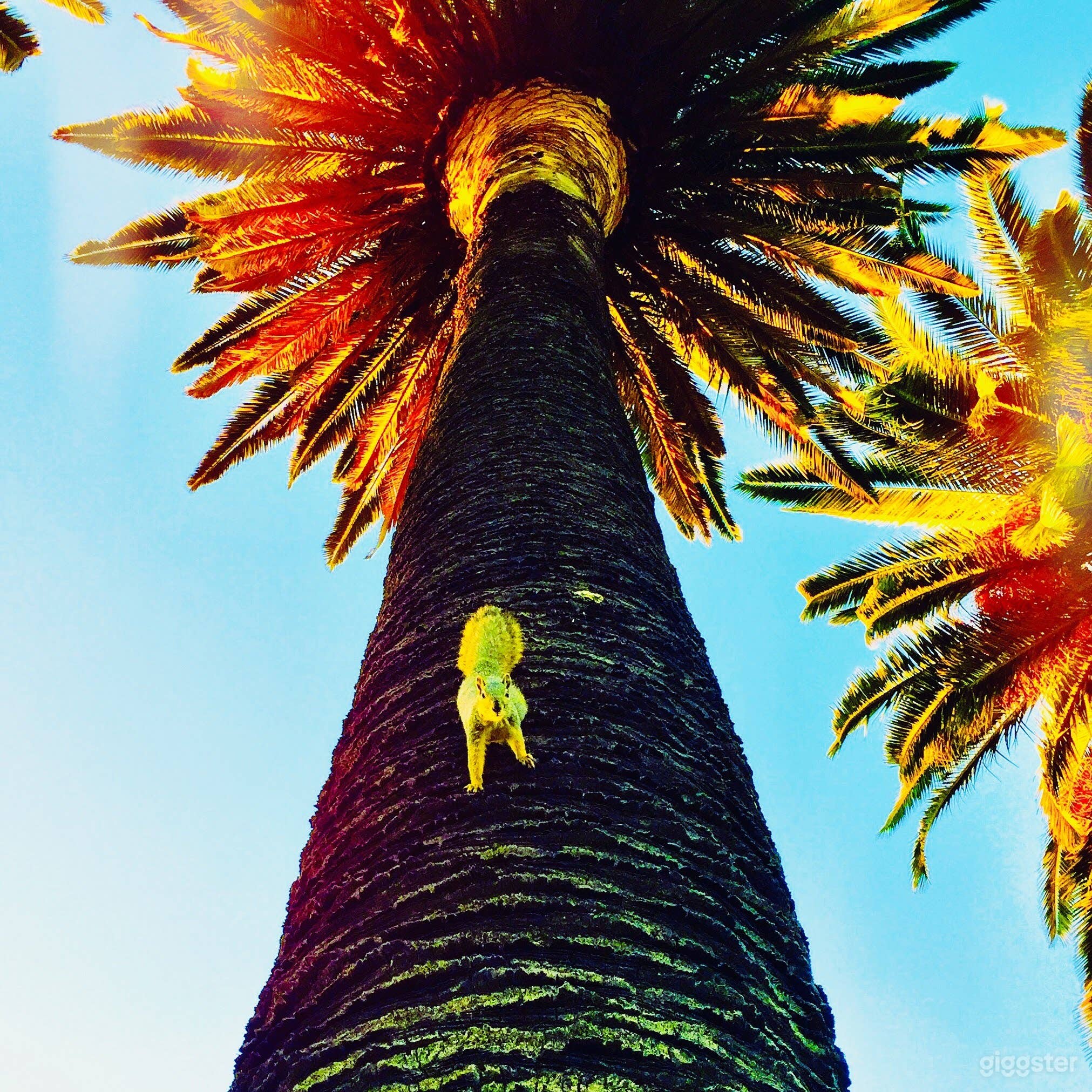 Palm tree front of house