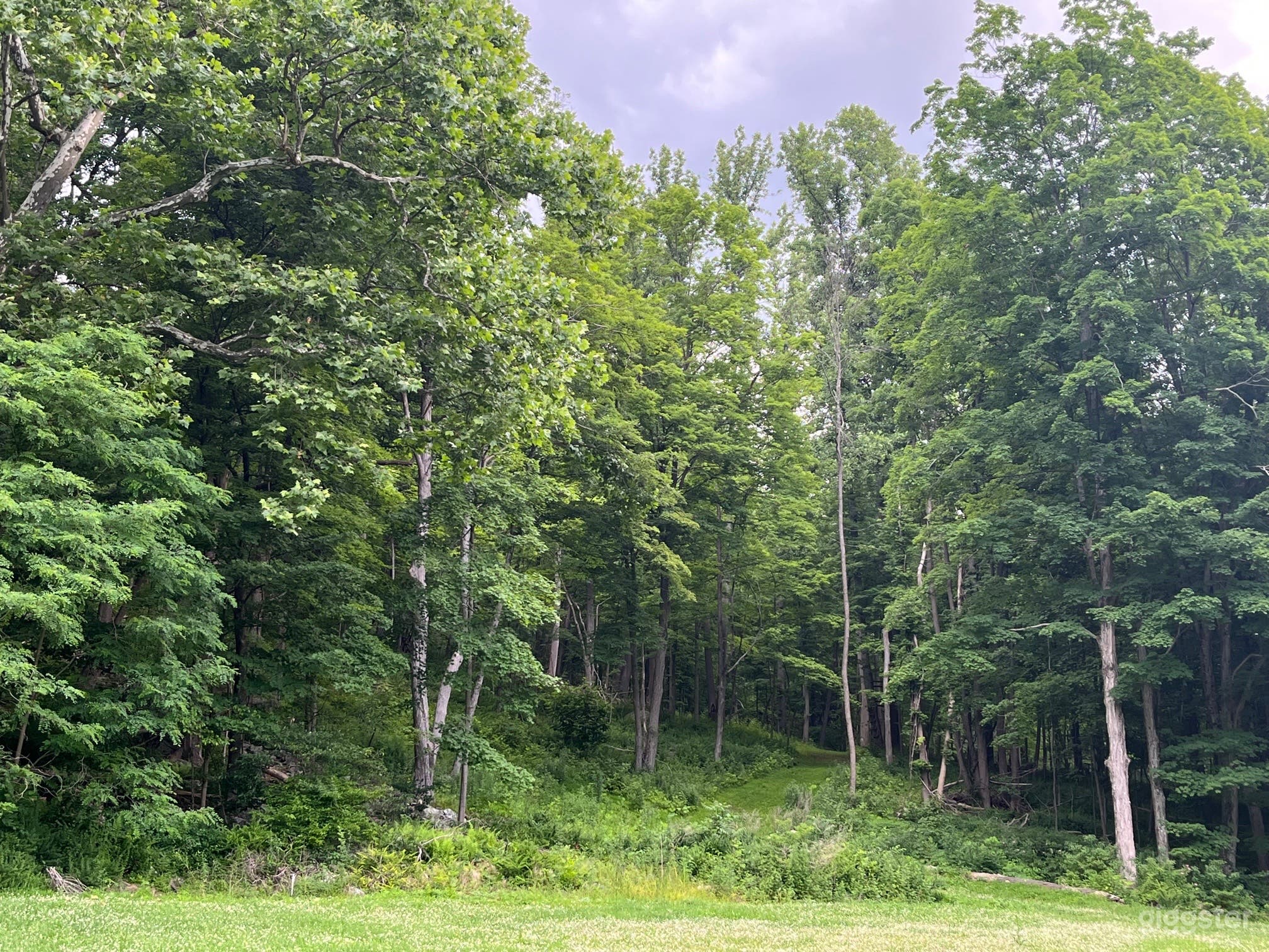 The back of house. Start of the woods. Summer. 