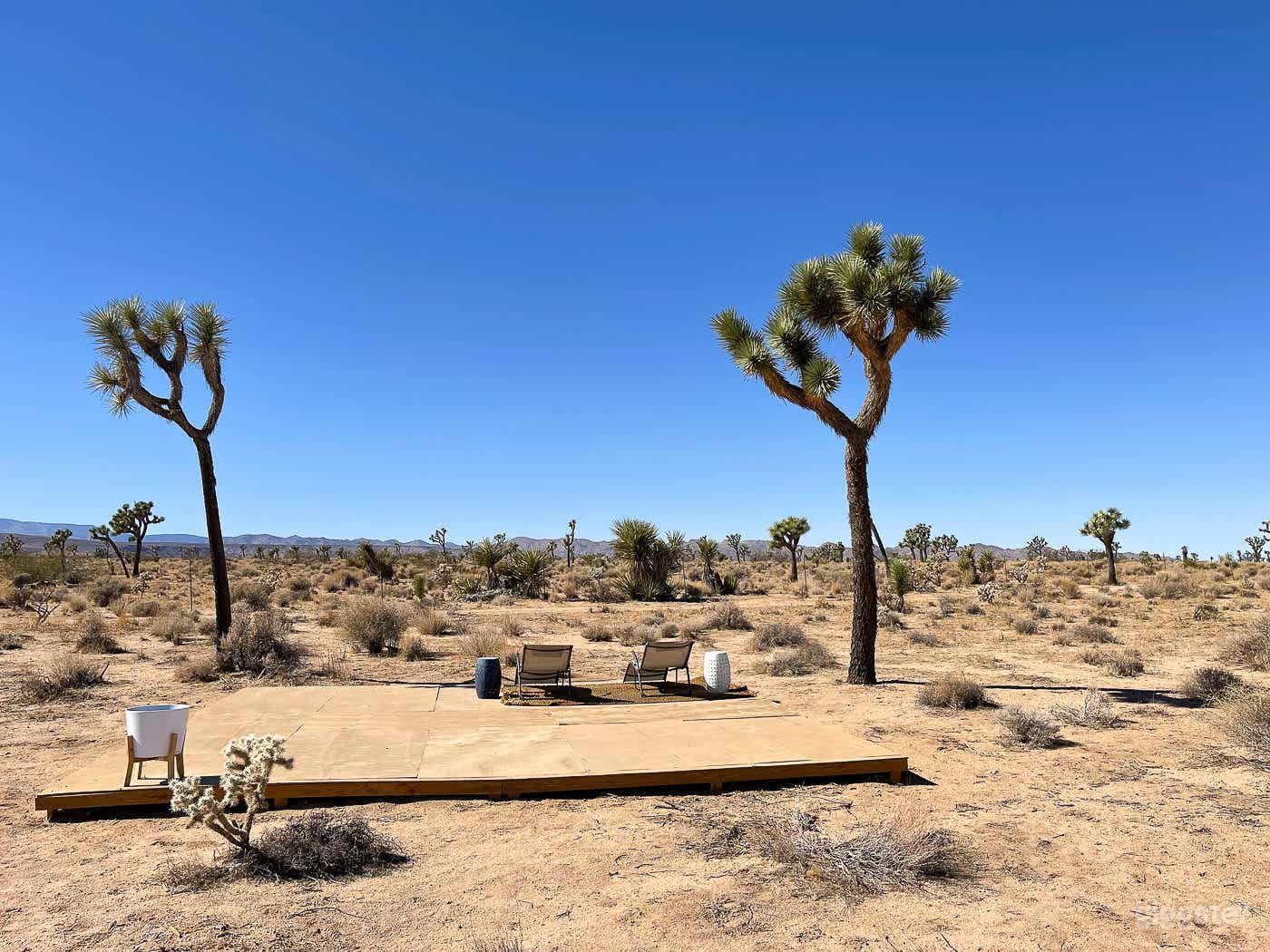 Desert Rose - Joshua Tree  Photo 2