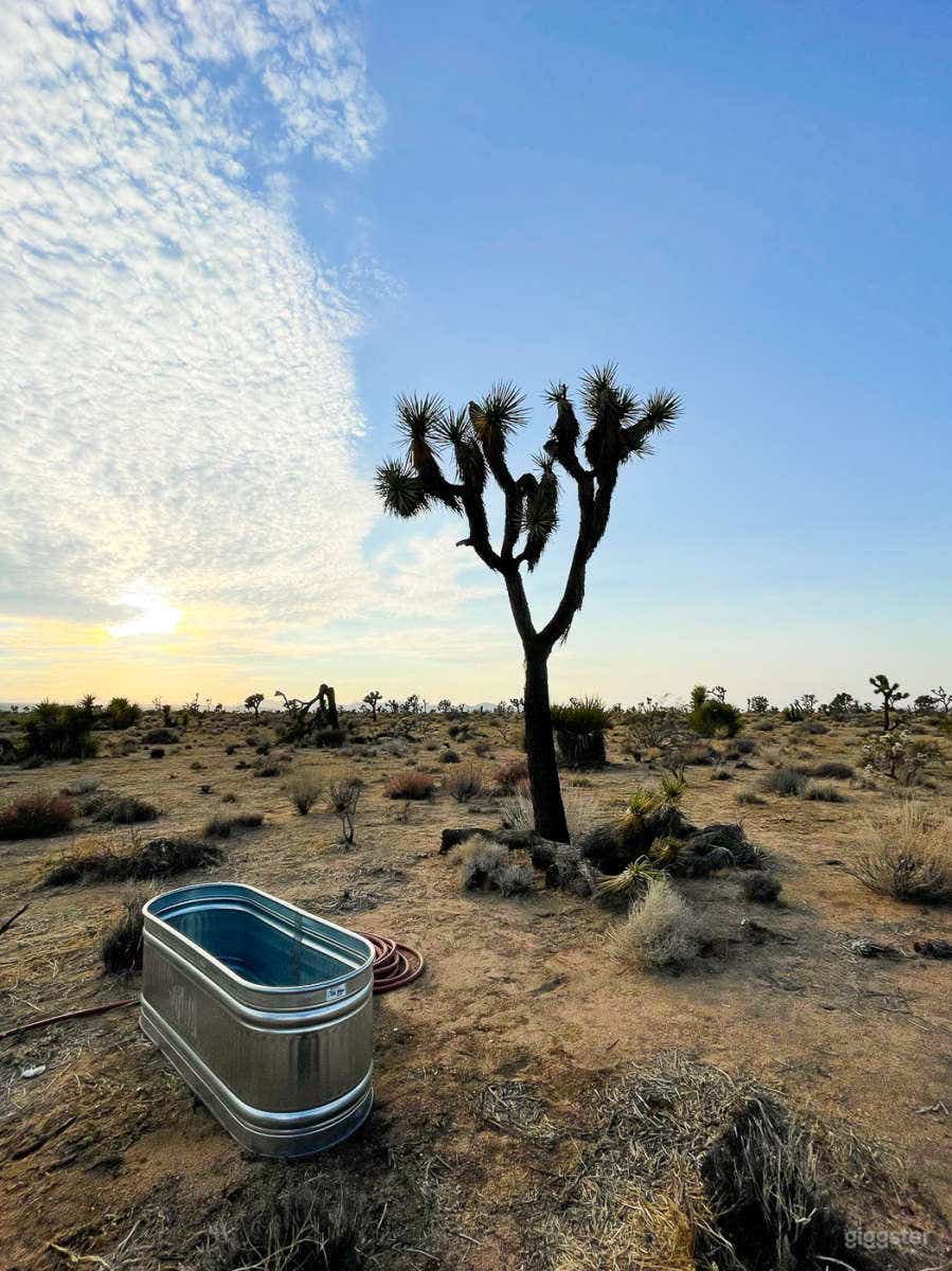 Desert Rose - Joshua Tree  Photo 4