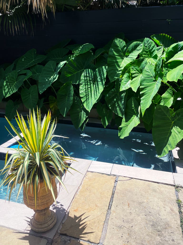  French Quarter Private Stunning Pool & Spa 