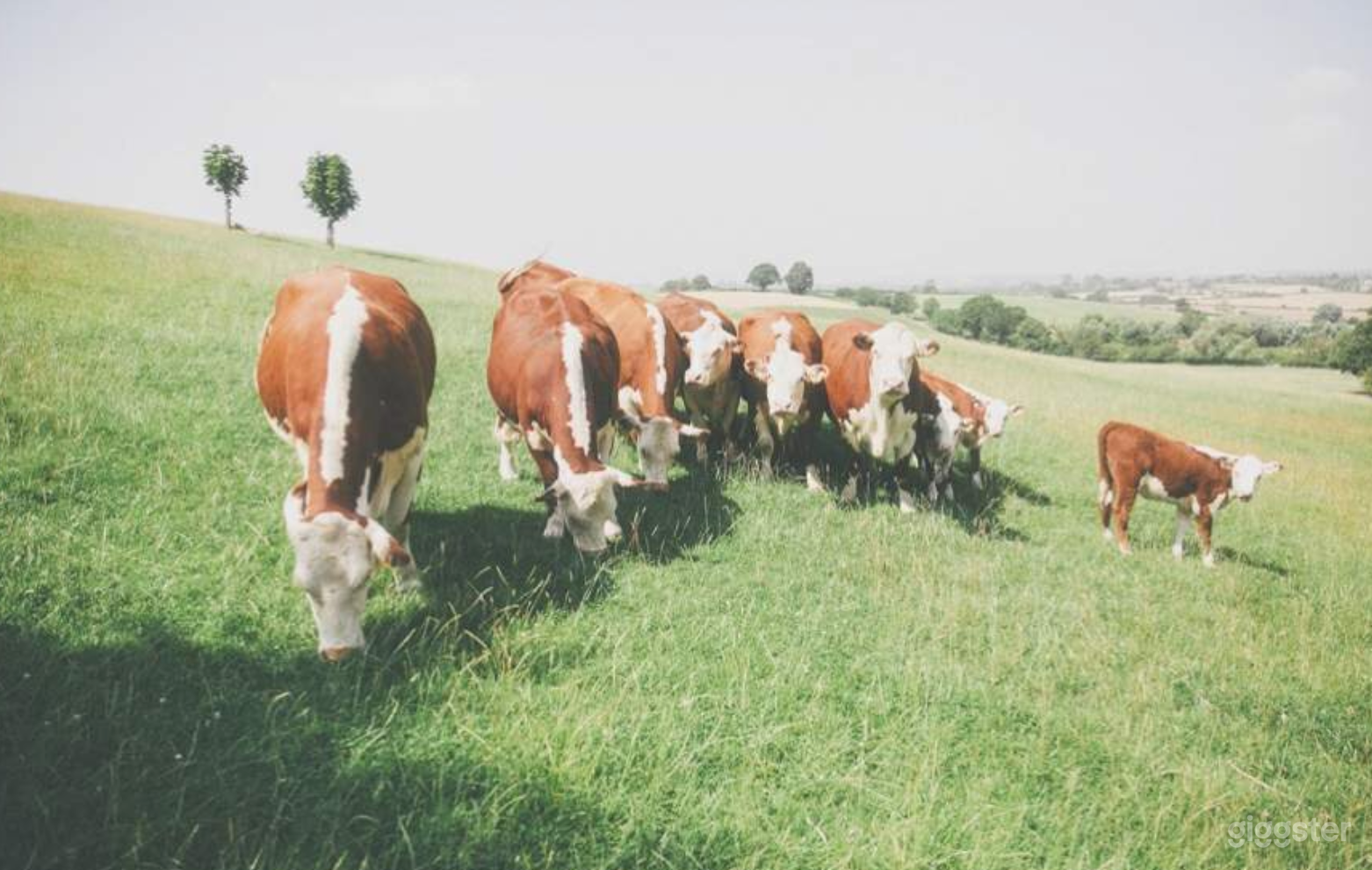 1200 Acres Spacious Farm Land with Upland Pastures Photo 2