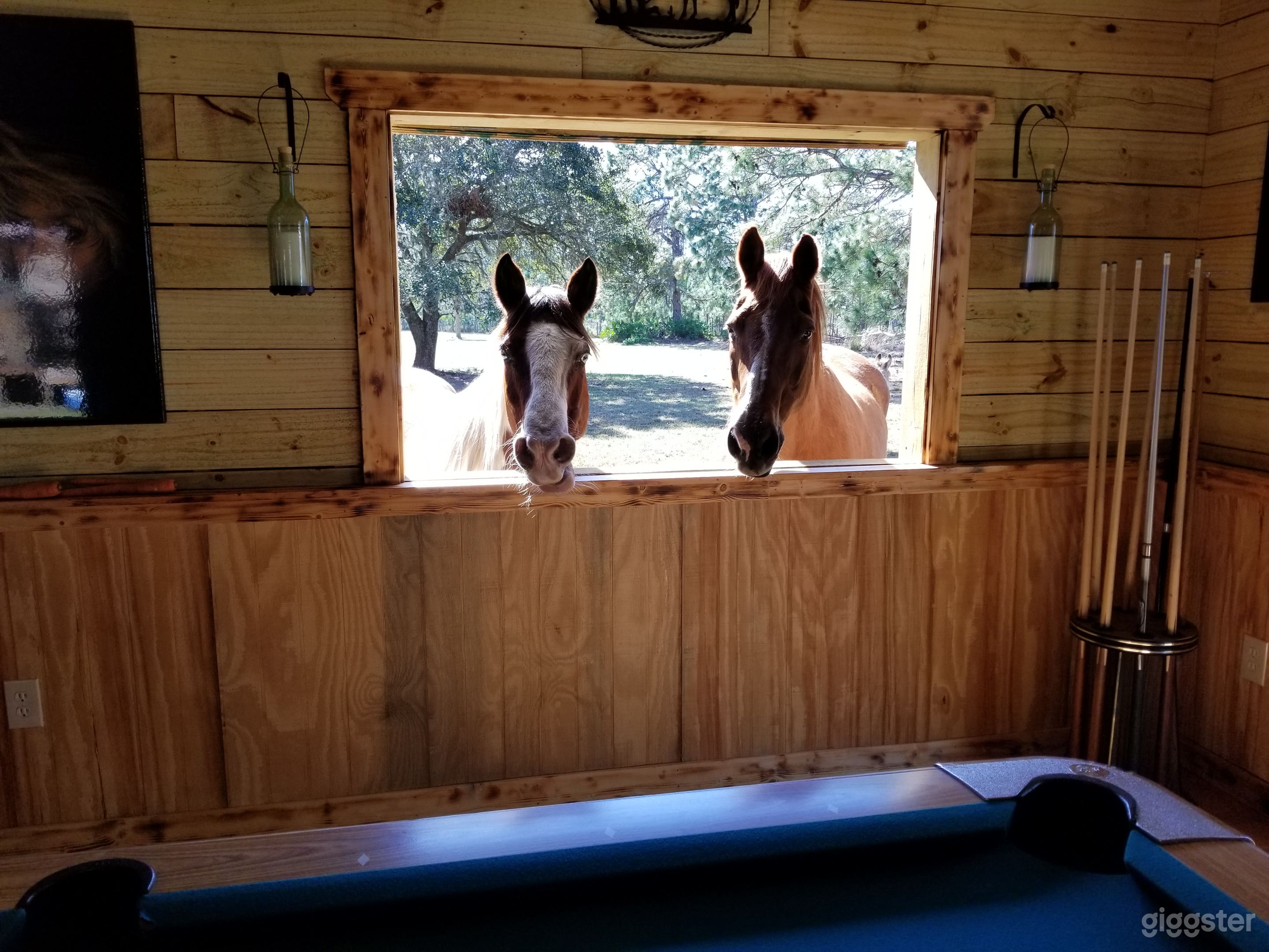 Horses looking in Saloon