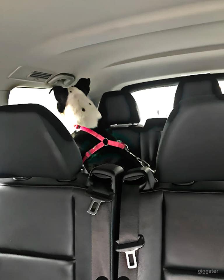  Unique Animal-Friendly Vehicle for Film, Production 