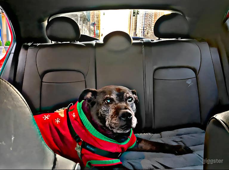  Vehículo Único y Amigable con los Animales para Cine y Producción 