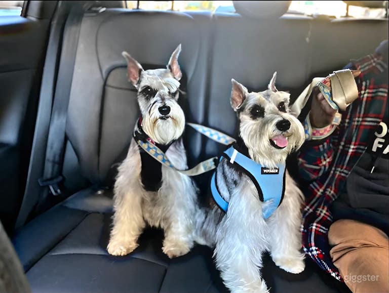  Vehículo Único y Amigable con los Animales para Cine y Producción 