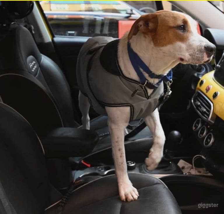  Unique Animal-Friendly Vehicle for Film, Production 