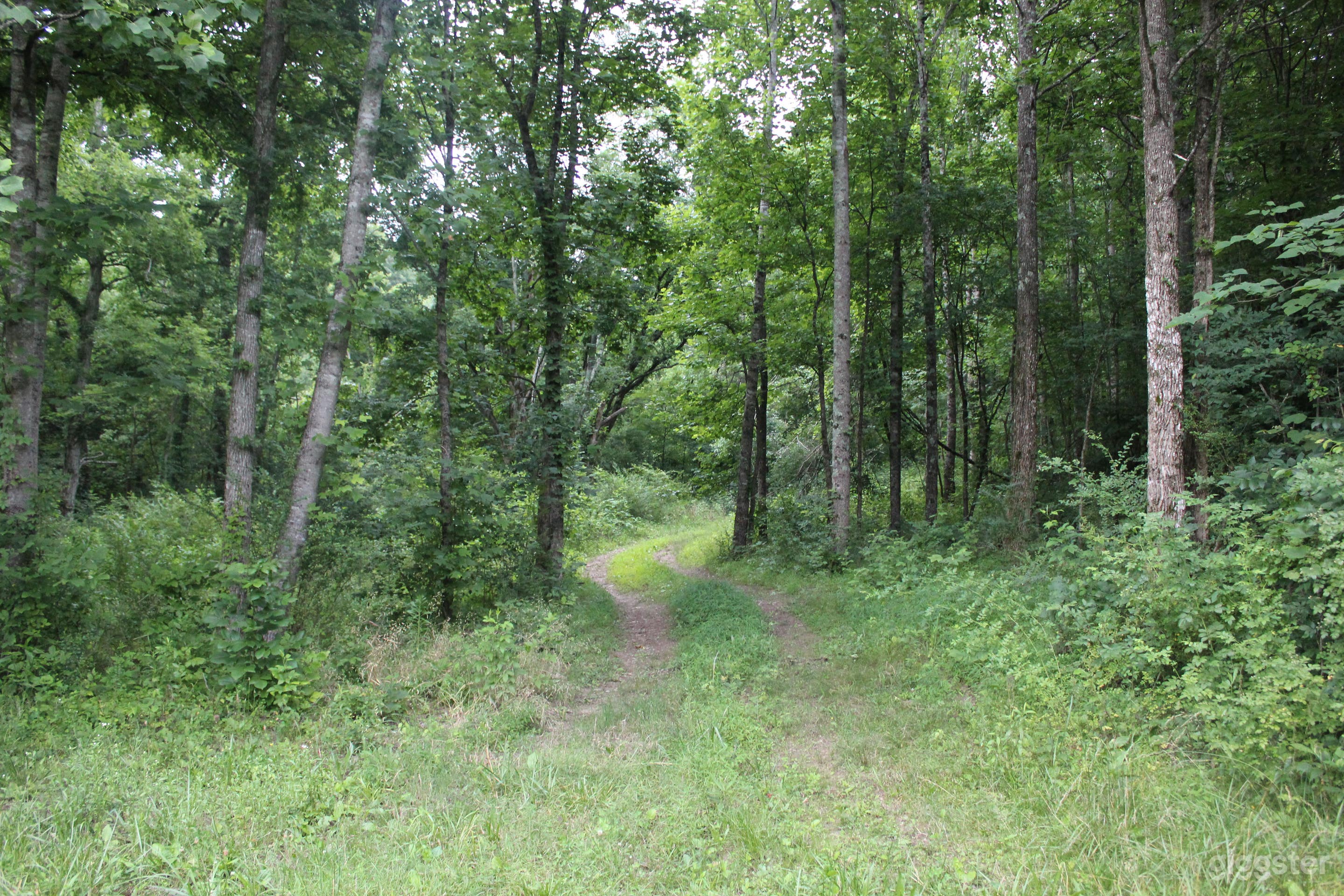 Little Secluded Cabin on 73 Acres 9 Miles from Downtown Nash Photo 3
