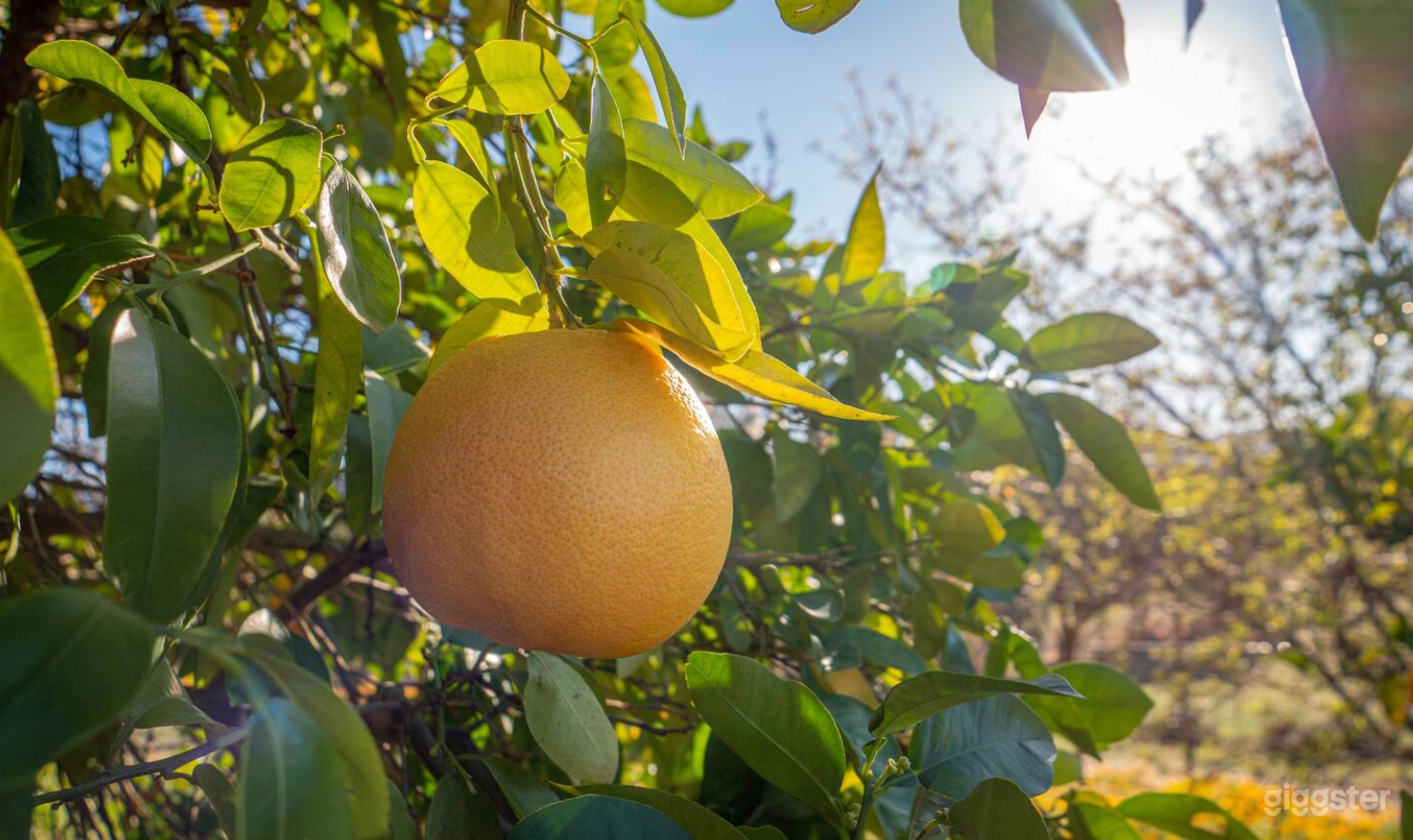 Indulge in nature's bounty right from the source. From grapefruit, lemons, limes, to nectarines, apples, and an abundance of pomegranates, our lush orchard invites you to savor the freshness of fruit plucked straight from the tree!