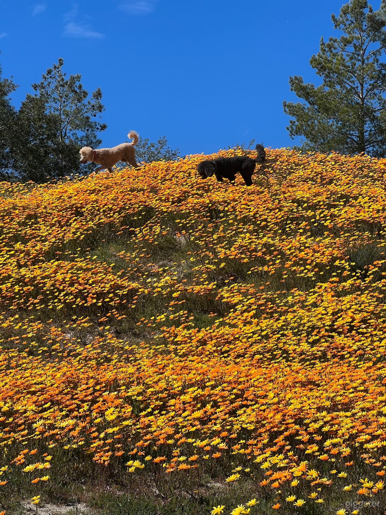Catch Stella &amp; Stanley, our furry ranch ambassadors, as they revel in the joy of our wildflower bloom, adding an extra touch of happiness to this beautiful, colorful spectacle.