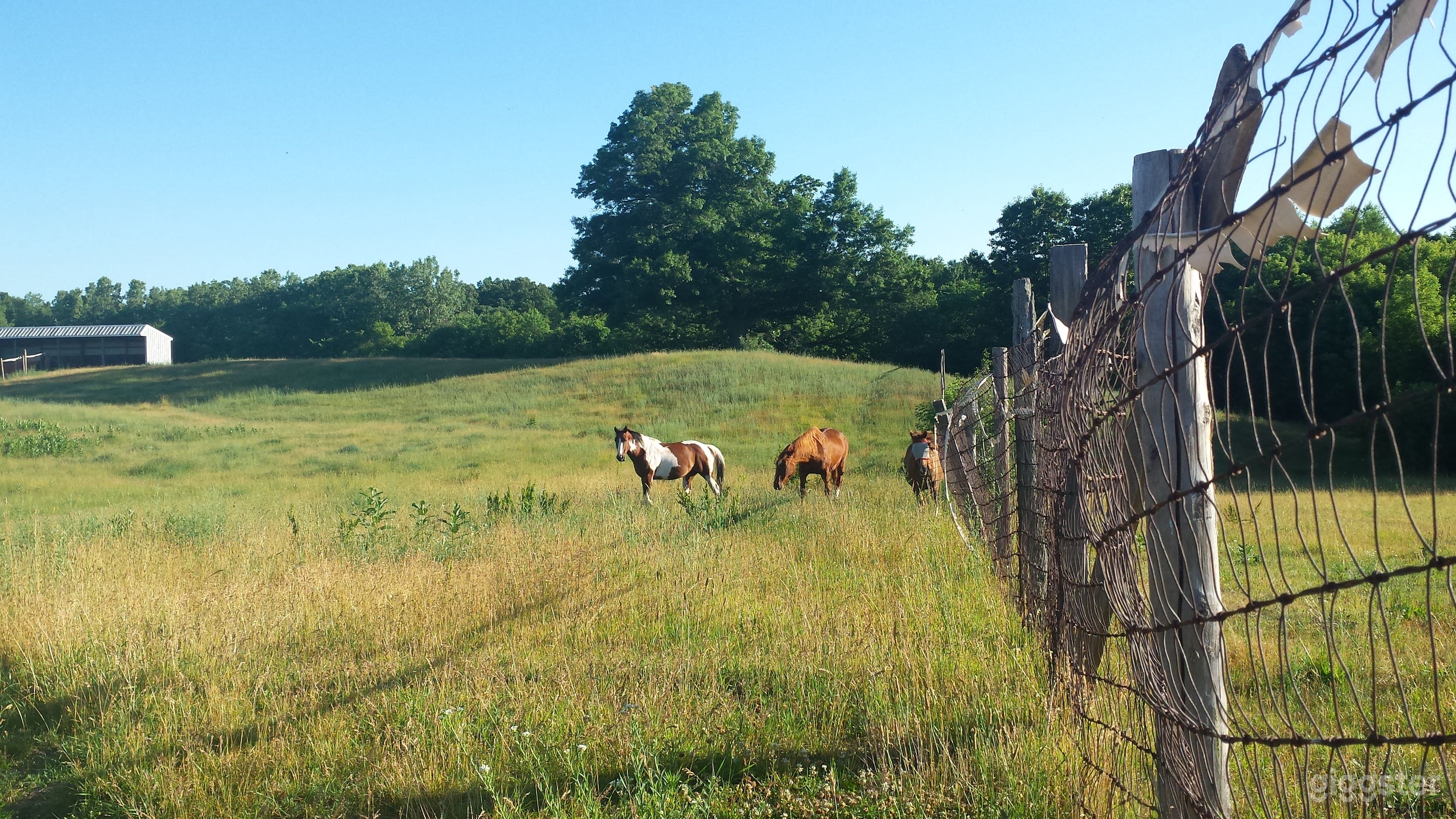 Middle field, rolling hilly, huge oak tree at top of hill
