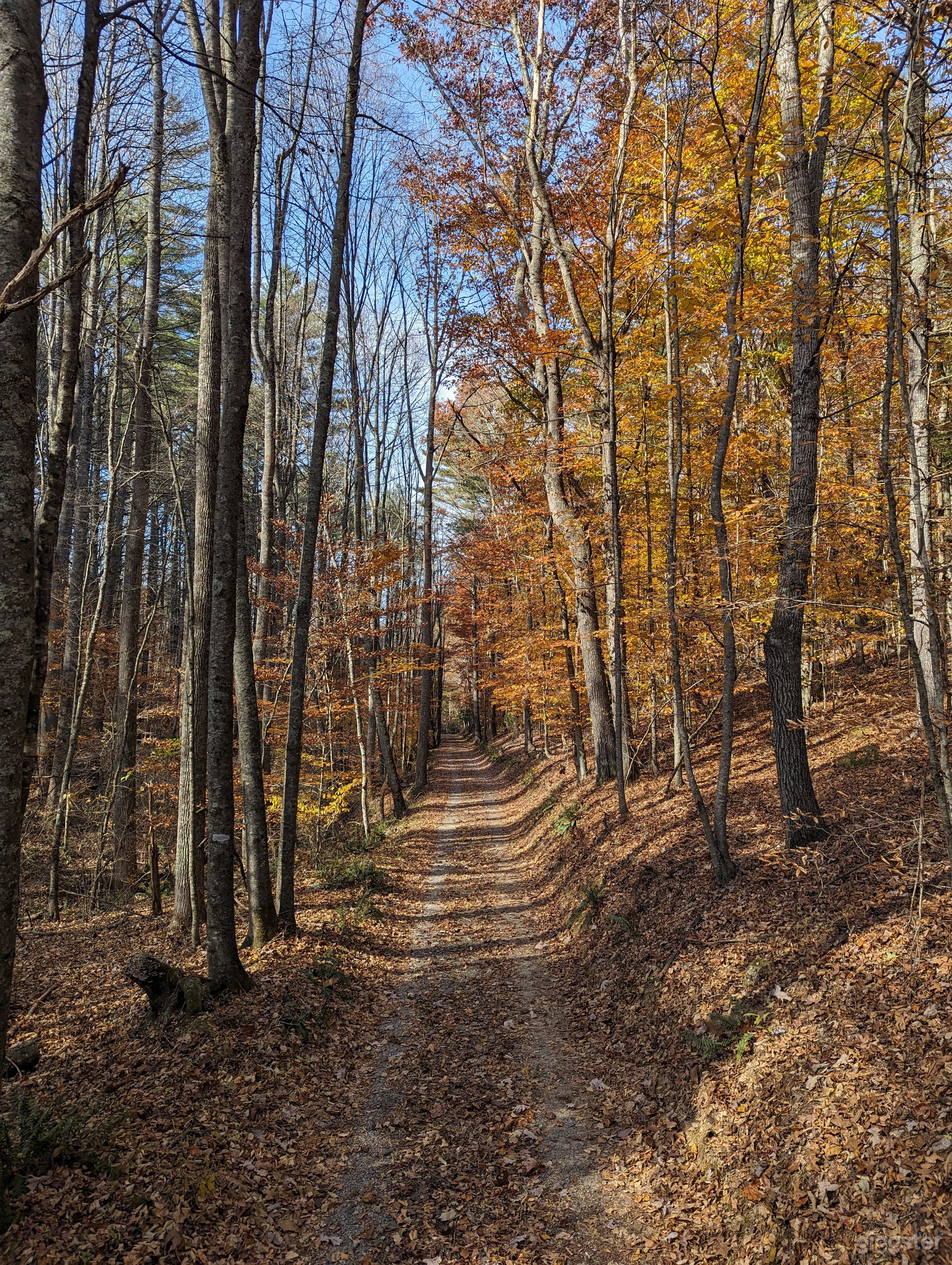 Half mile canopy driveway. 