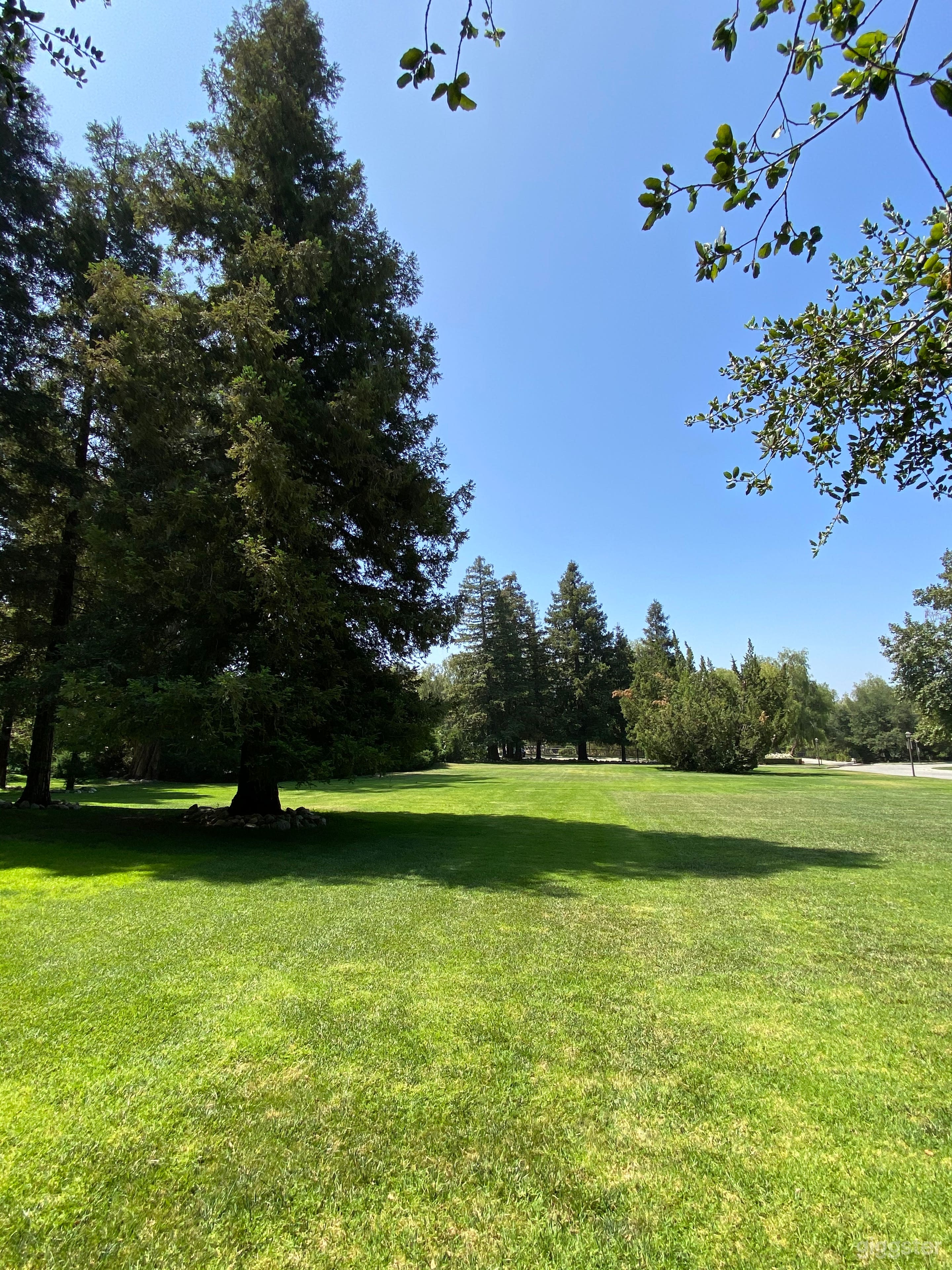 Redwoods at main lawn