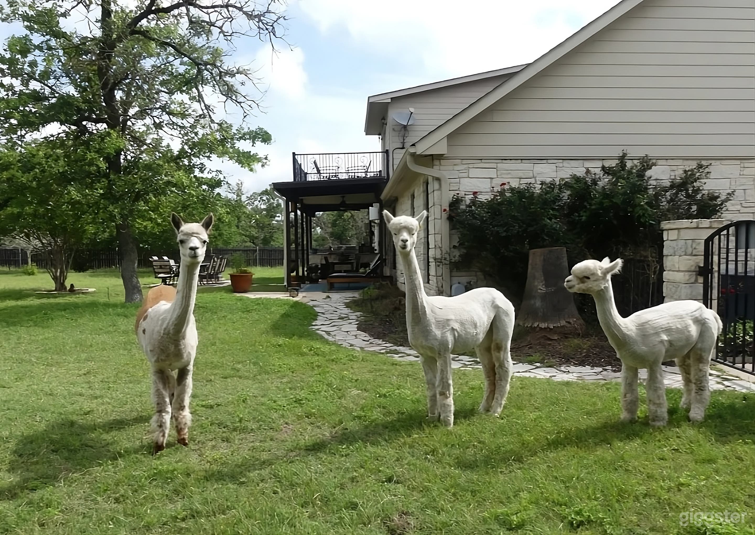 Unique Alpaca Farm Backyard Photo 1