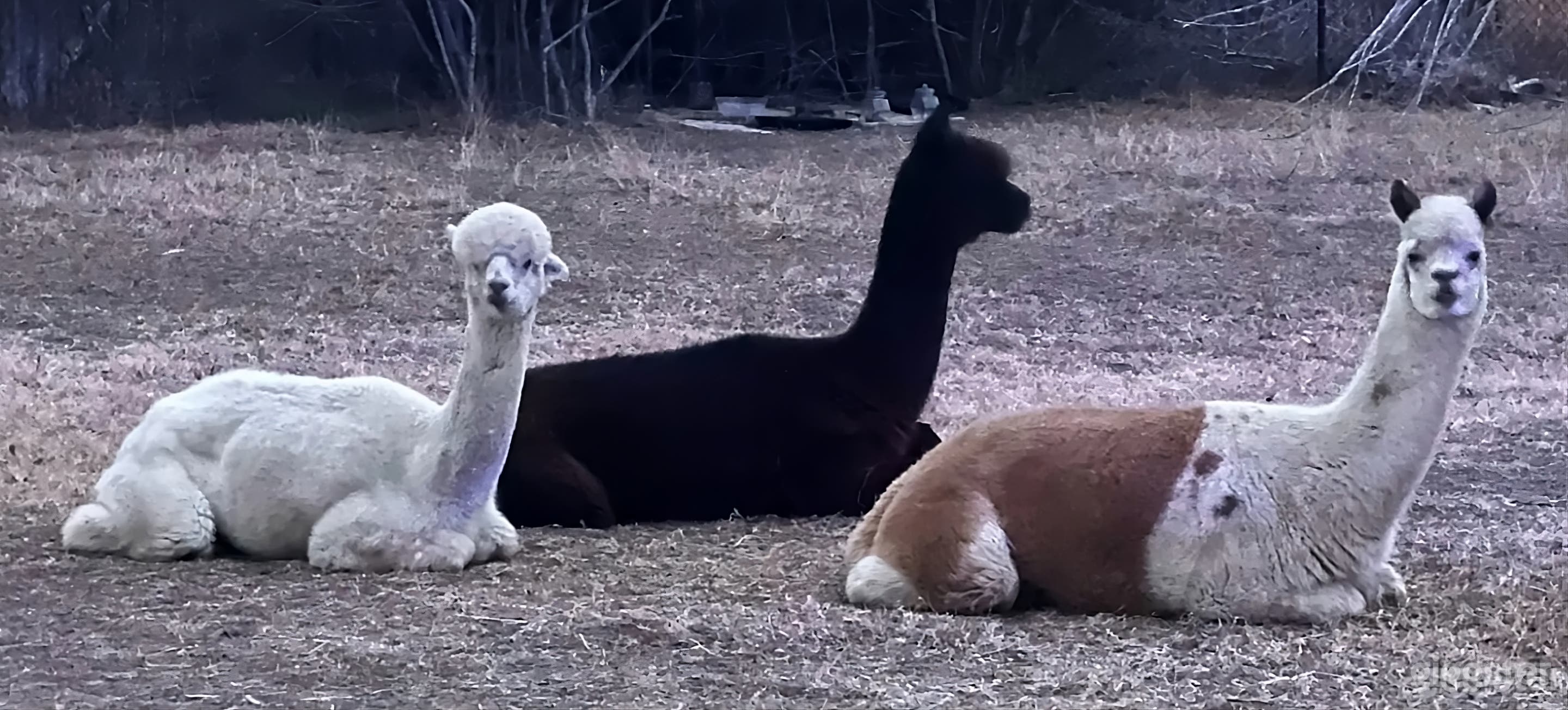 Unique Alpaca Farm Backyard Photo 4