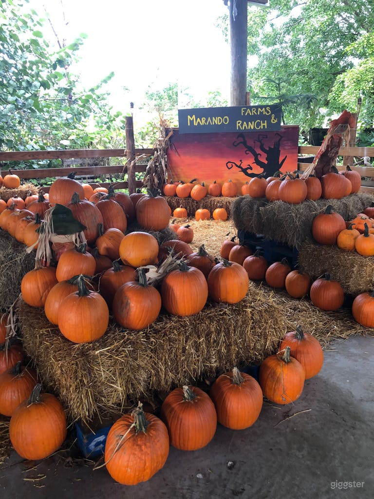  Pumpkin Patch 