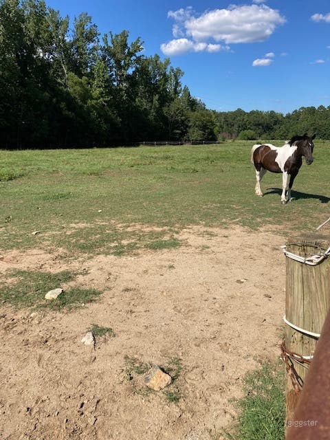 Two Acre Pastures Photo 3