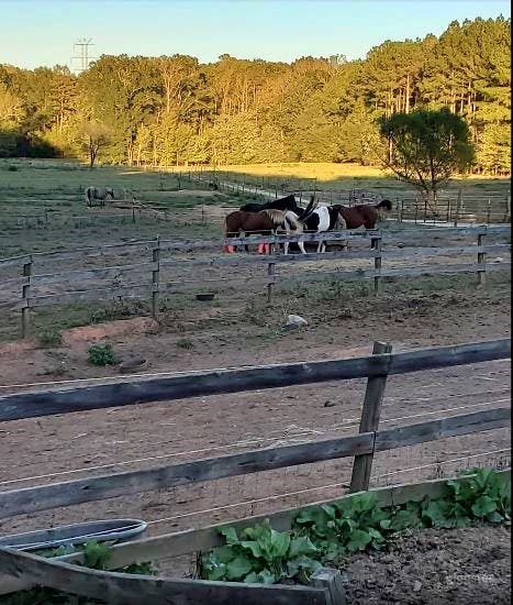 Two Acre Pastures Photo 2