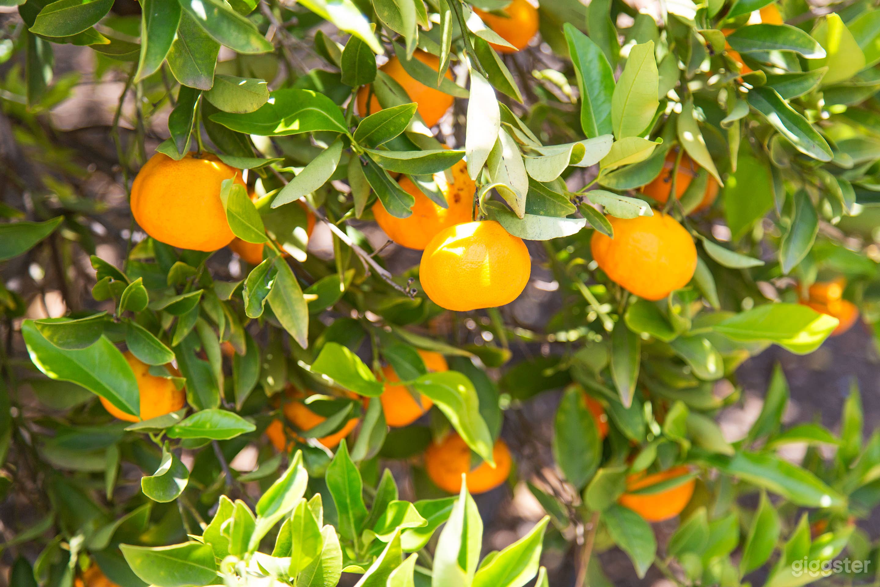 Country ranch house- west Malibu mountains Photo 4
