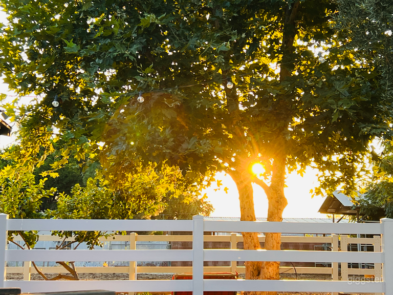  Ranch Property with pool, fire pit, horse, donkeys and goat 