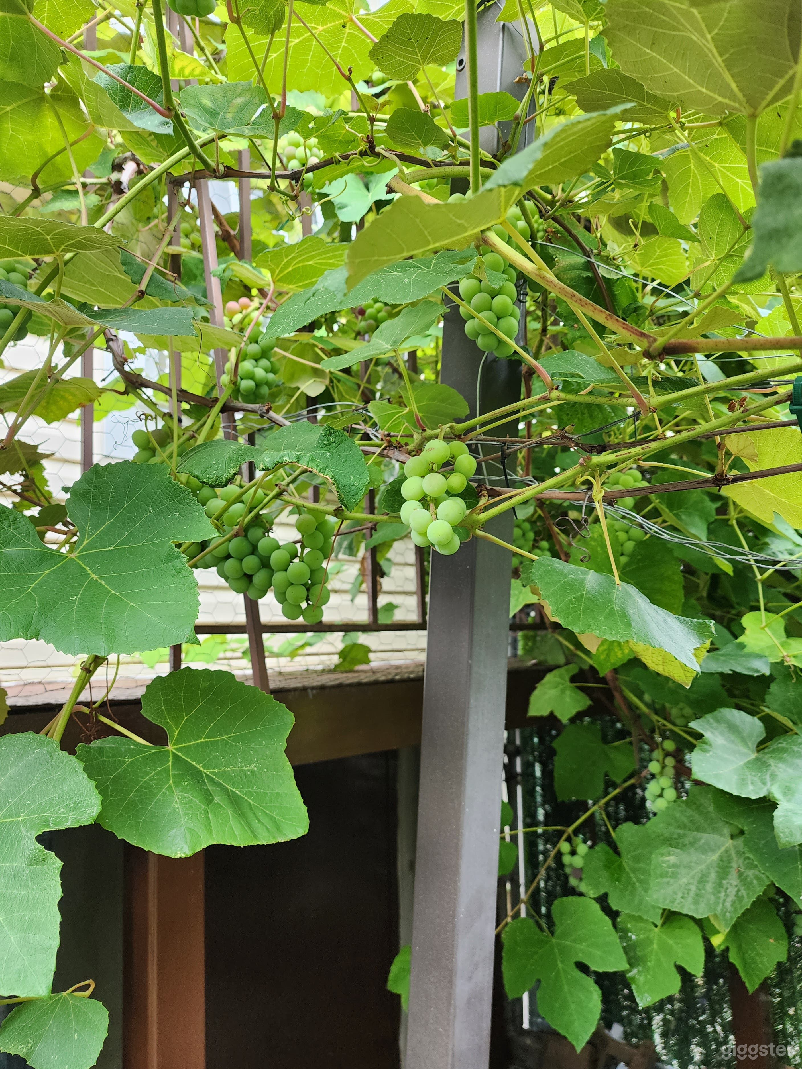 Backyard Oasis  Photo 4