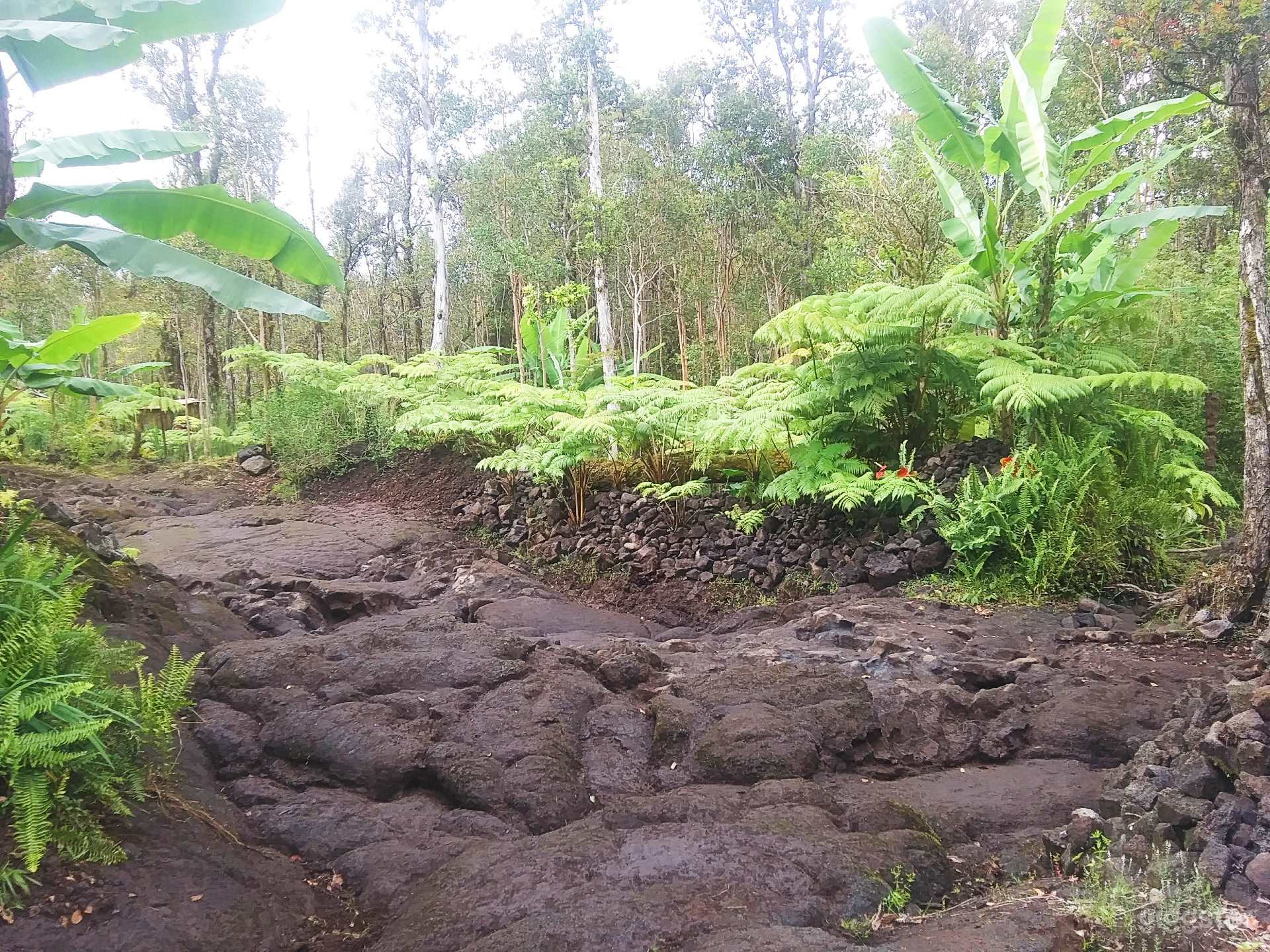Hapuu Fern collection with lava rock