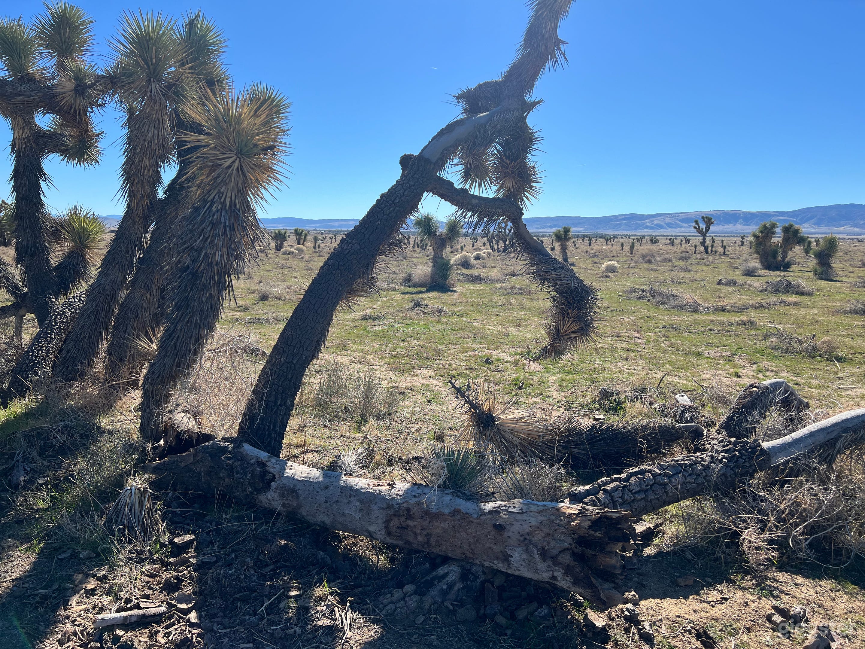 Unique looking landscaping