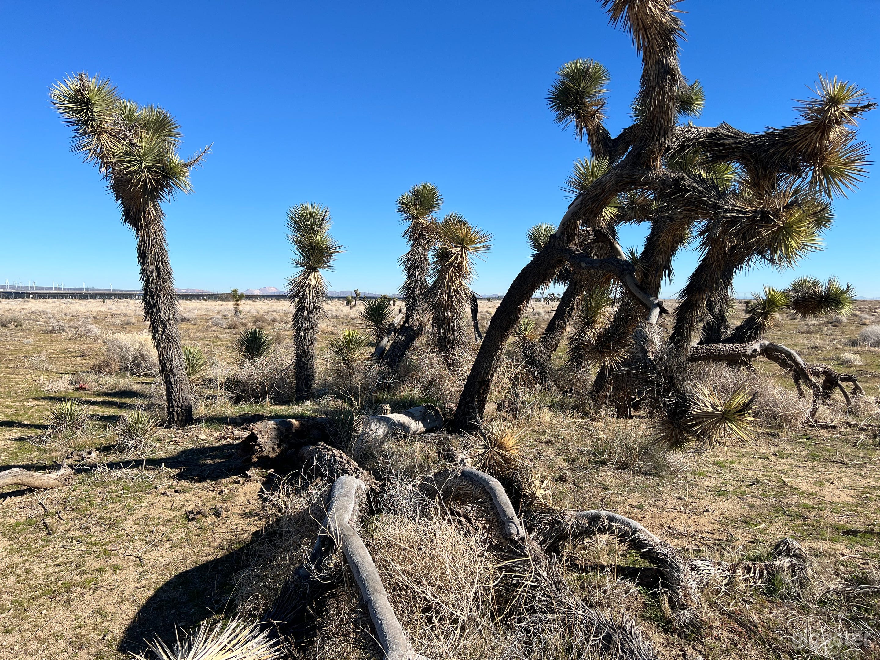 Epic Joshua Trees surround the property