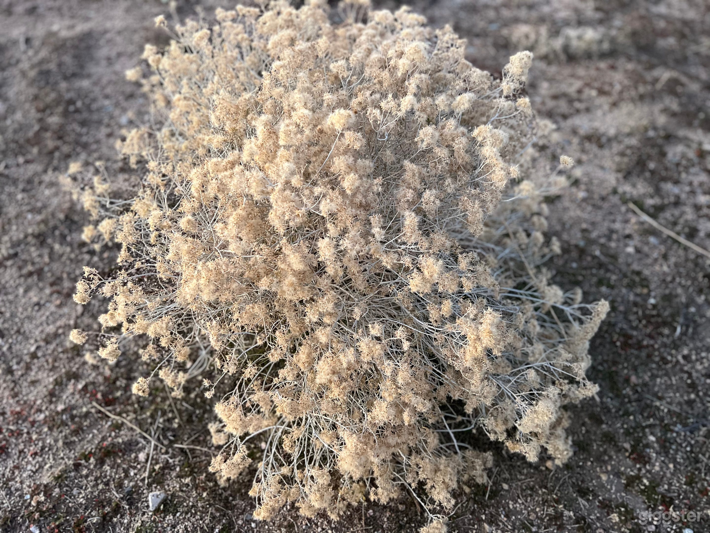 The JOSHUA TREE LOT Photo 2