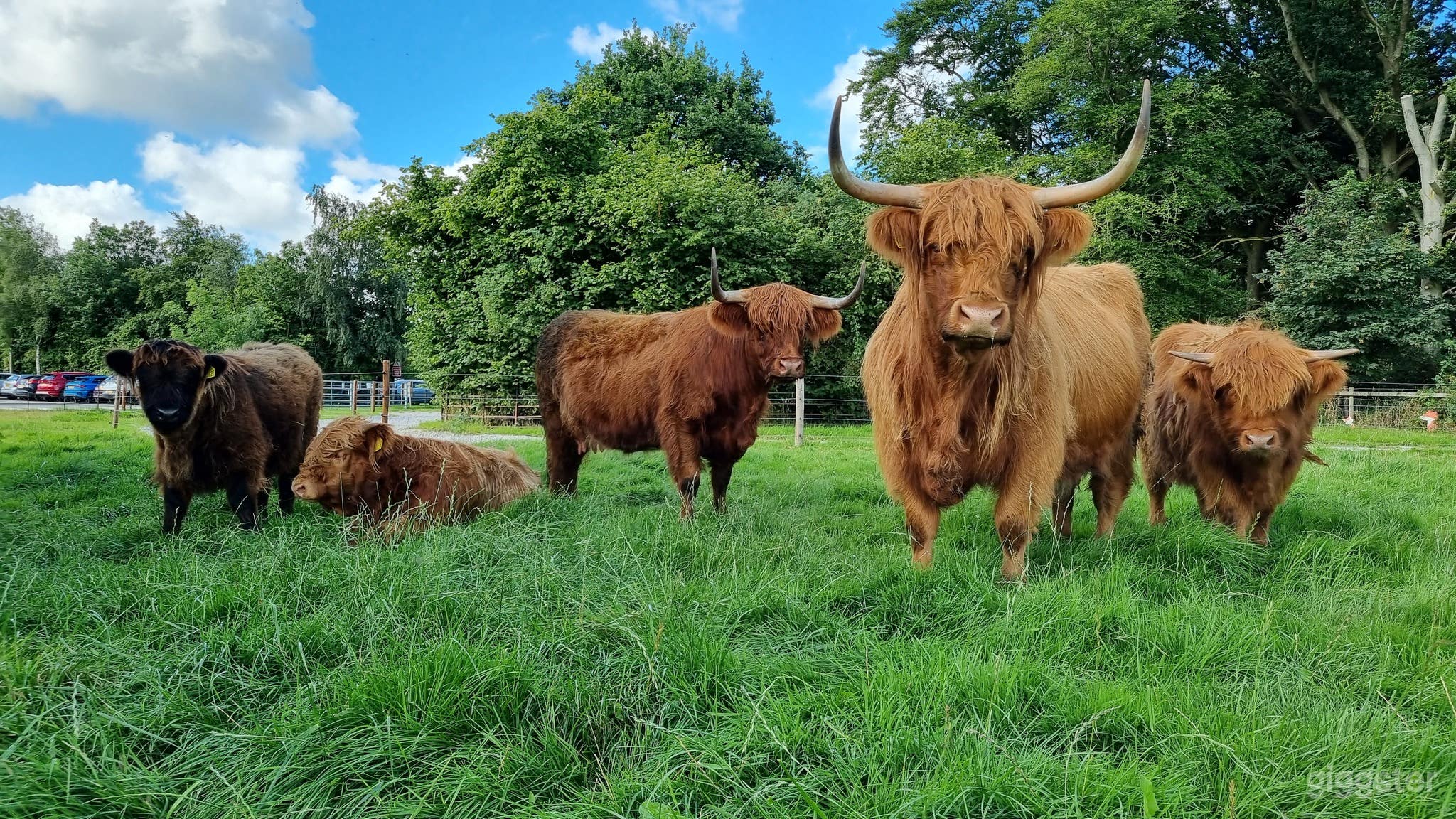 Lush green fields where various animals roam.