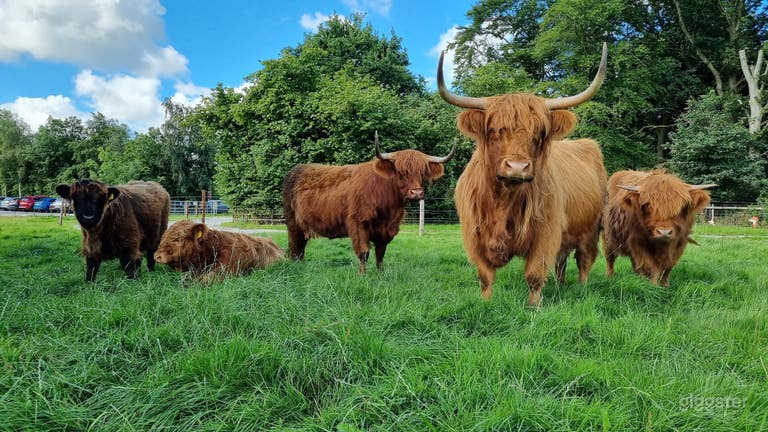  Lush green fields where various animals roam. 