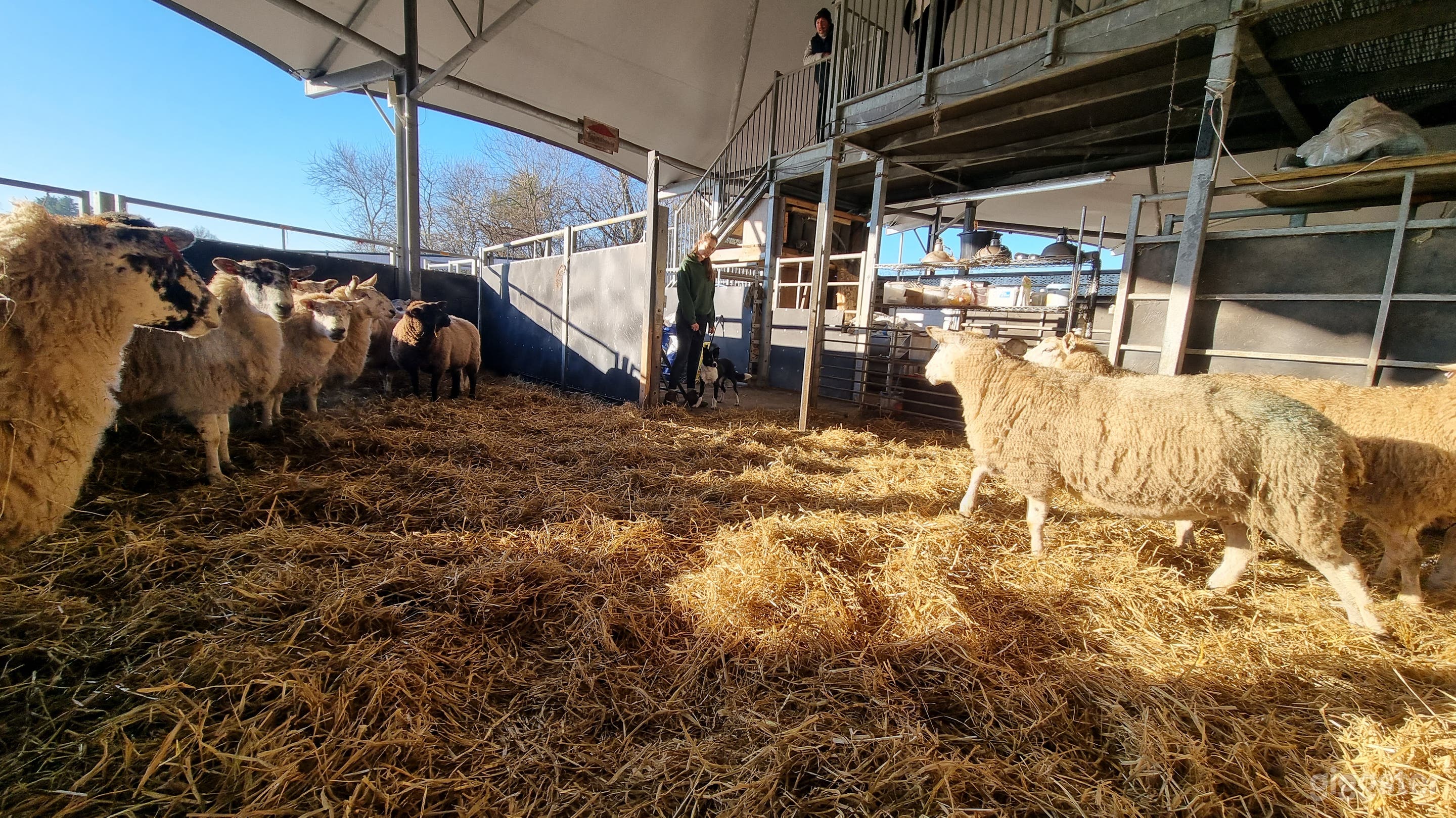 Roundhouse barn with multiple segmented areas. Viewing gantry above means 360 degree view of the barns interior.