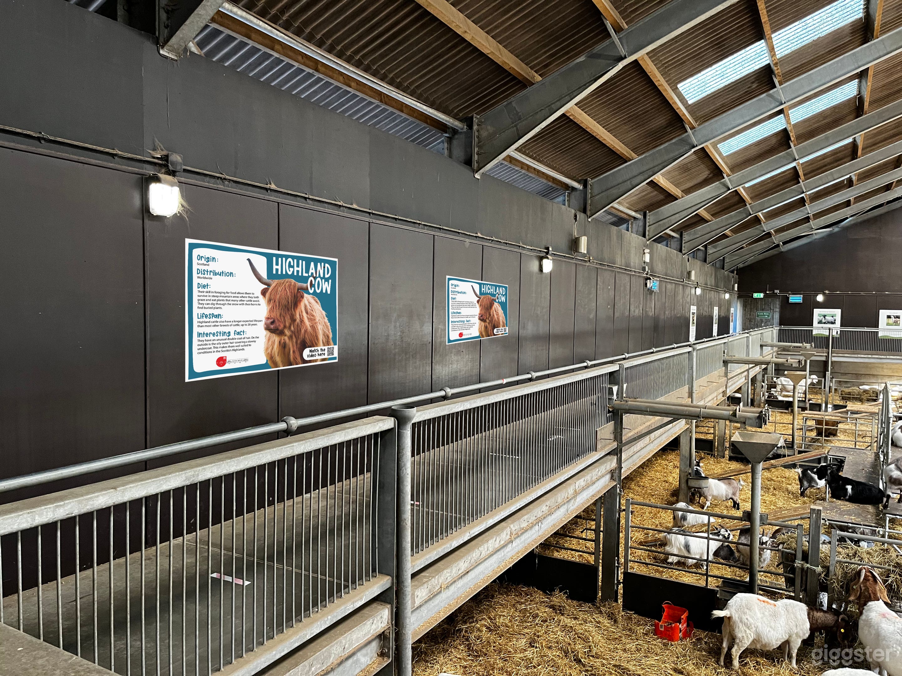 An example of the gantry in our mixed animal barn.
