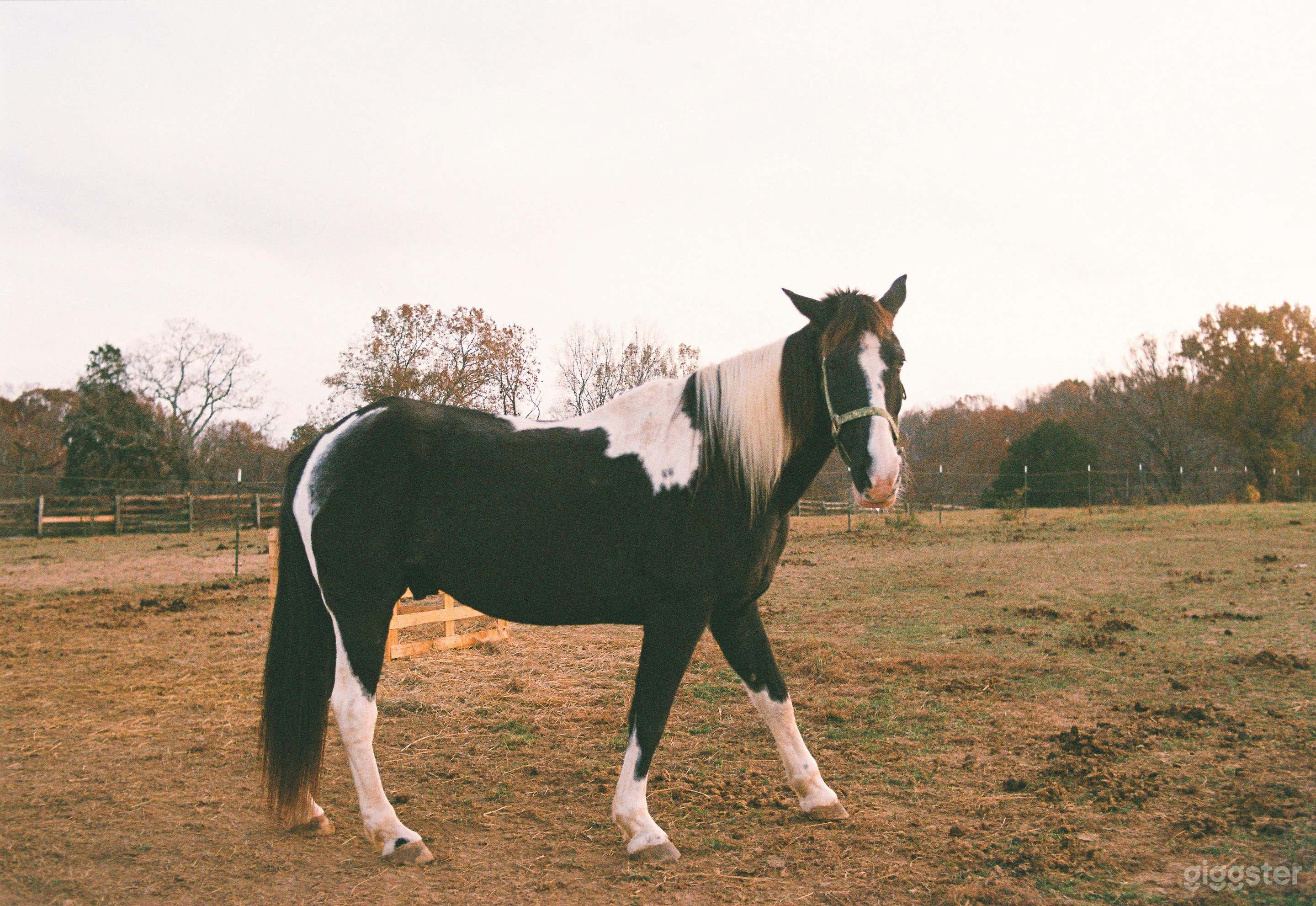 52 Acre Farm- Horse Ranch along Harpeth River Photo 4