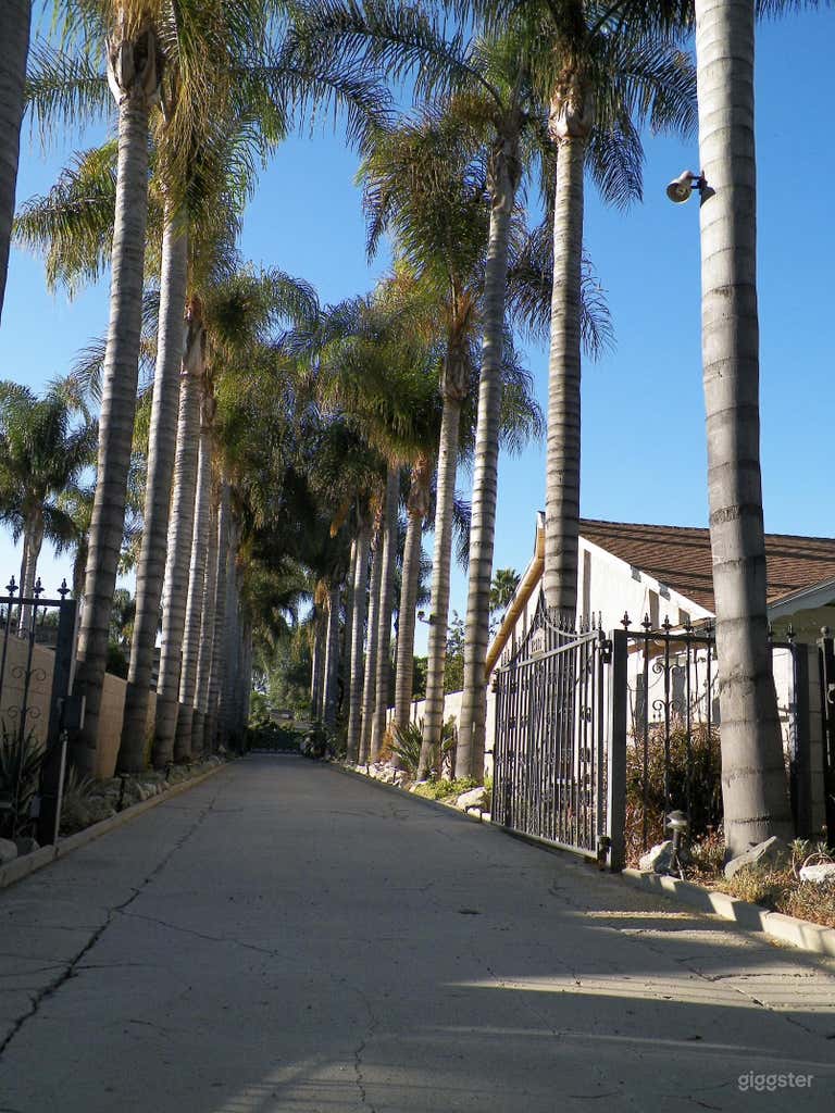  Driveway lined with palm trees 