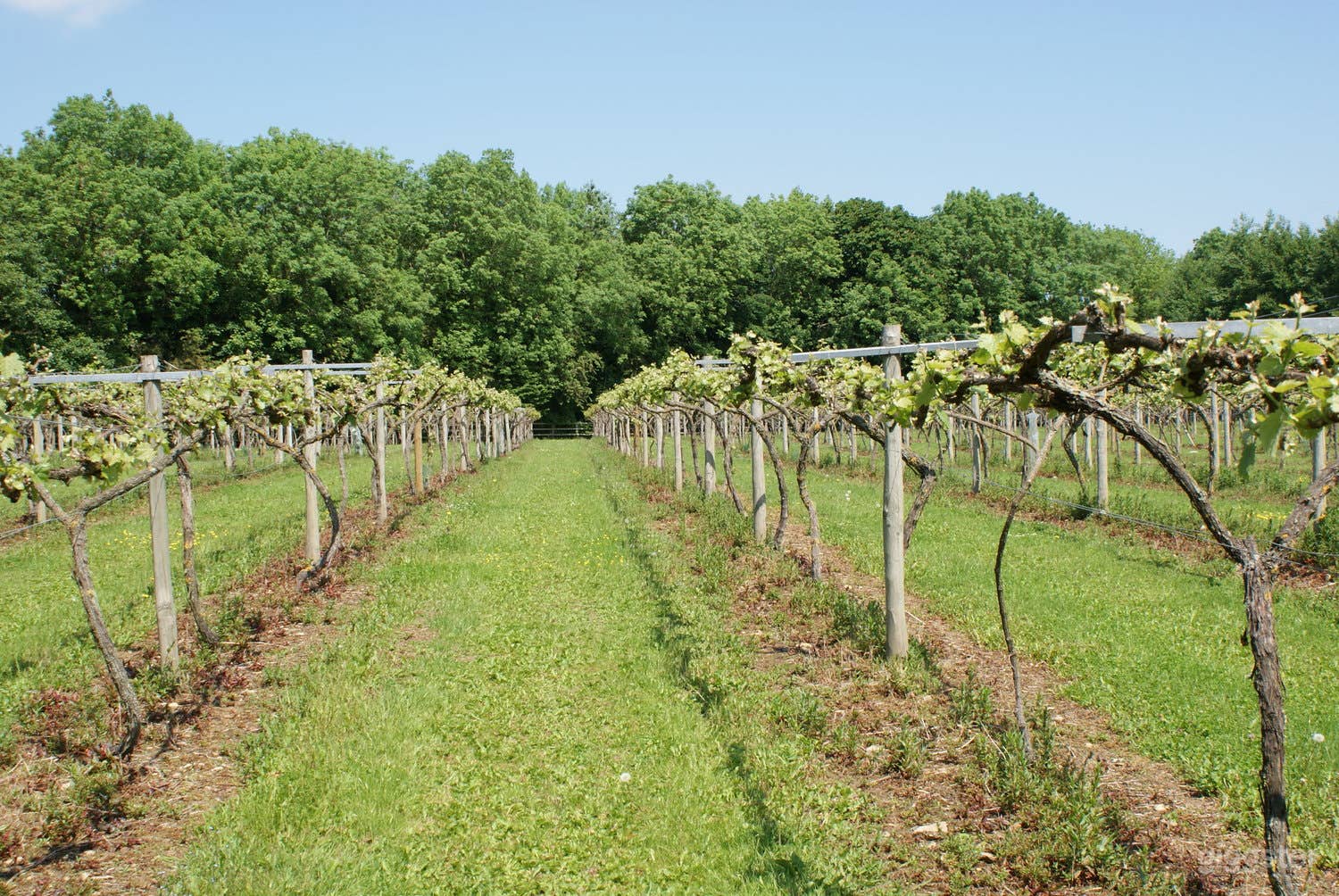 VINEYARD FOR HIRE - Events | Production | Meetings Photo 2