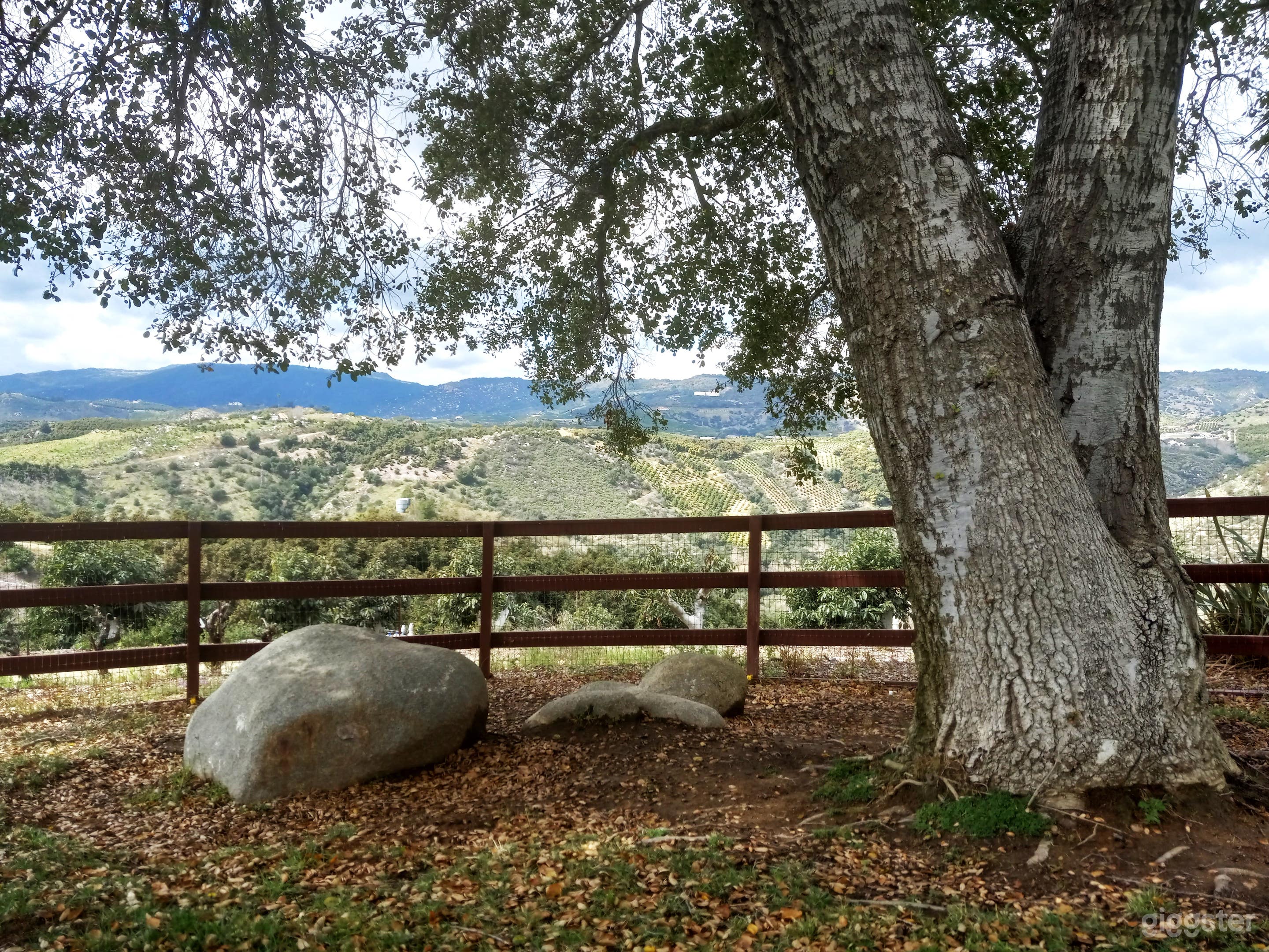 Ranch Home with Vineyards, Groves &amp; Wedding Space Photo 4