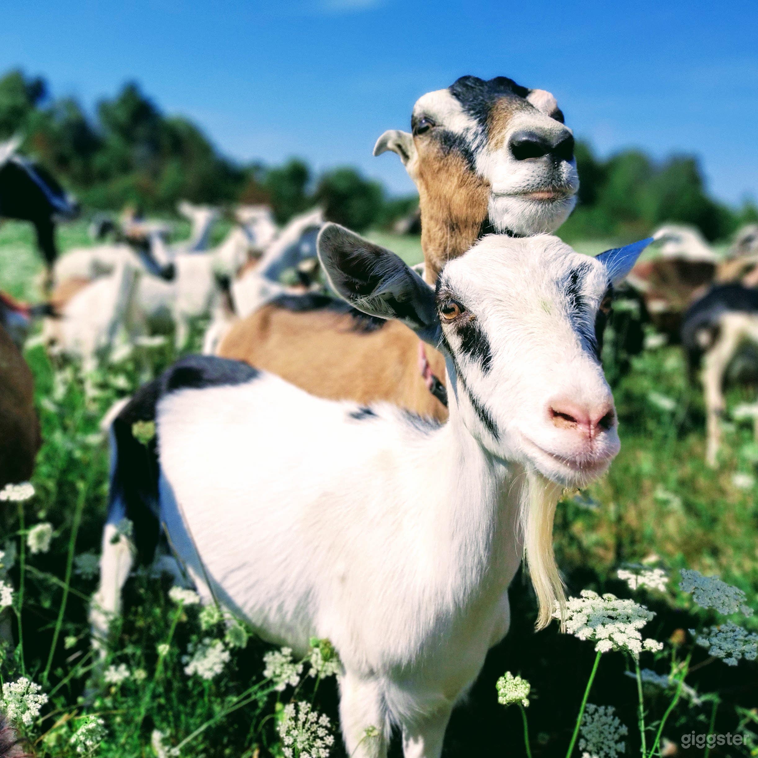 Friendly dairy goats