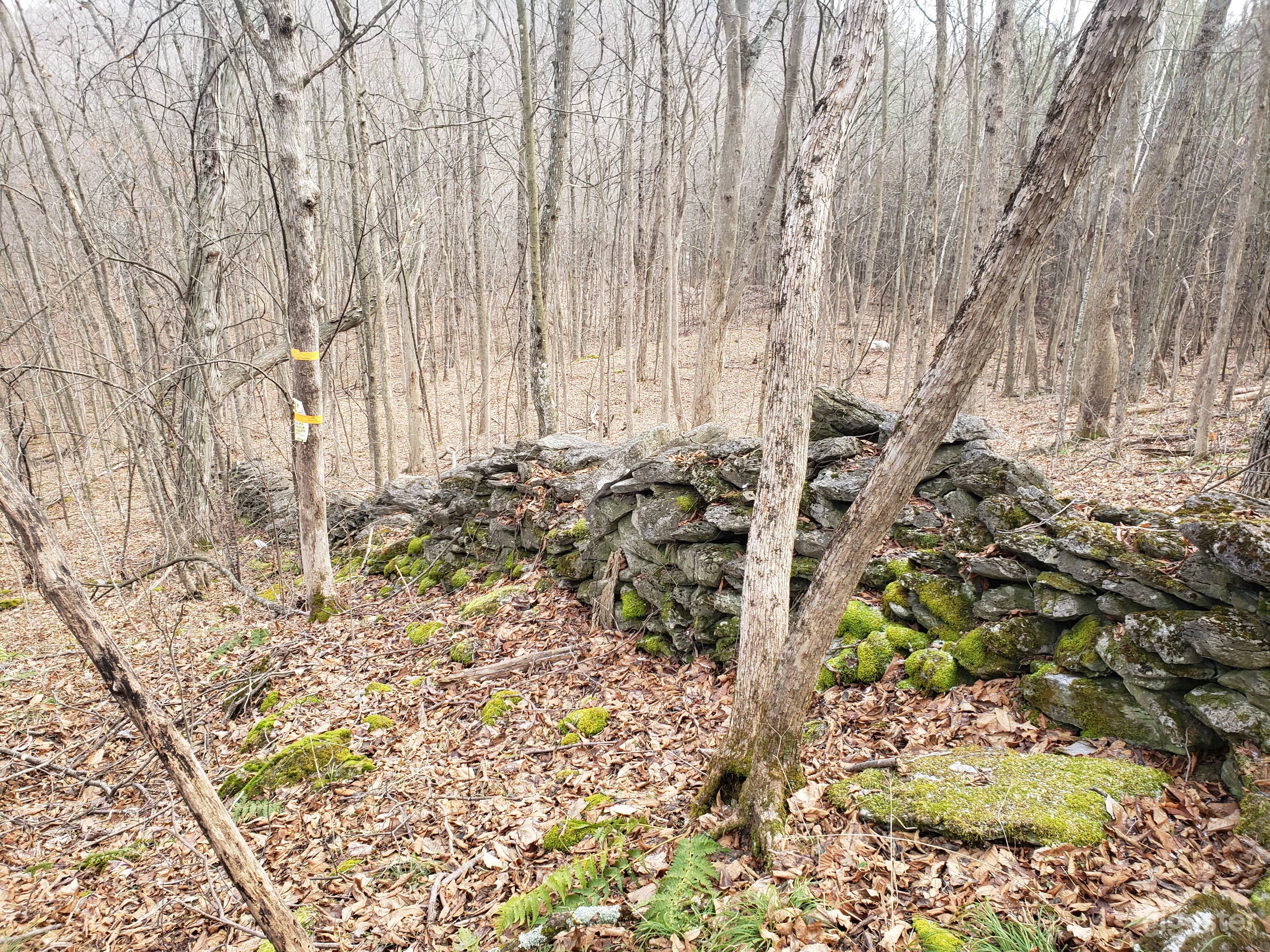 Stonewalls from 1800, now reclaimed by forest