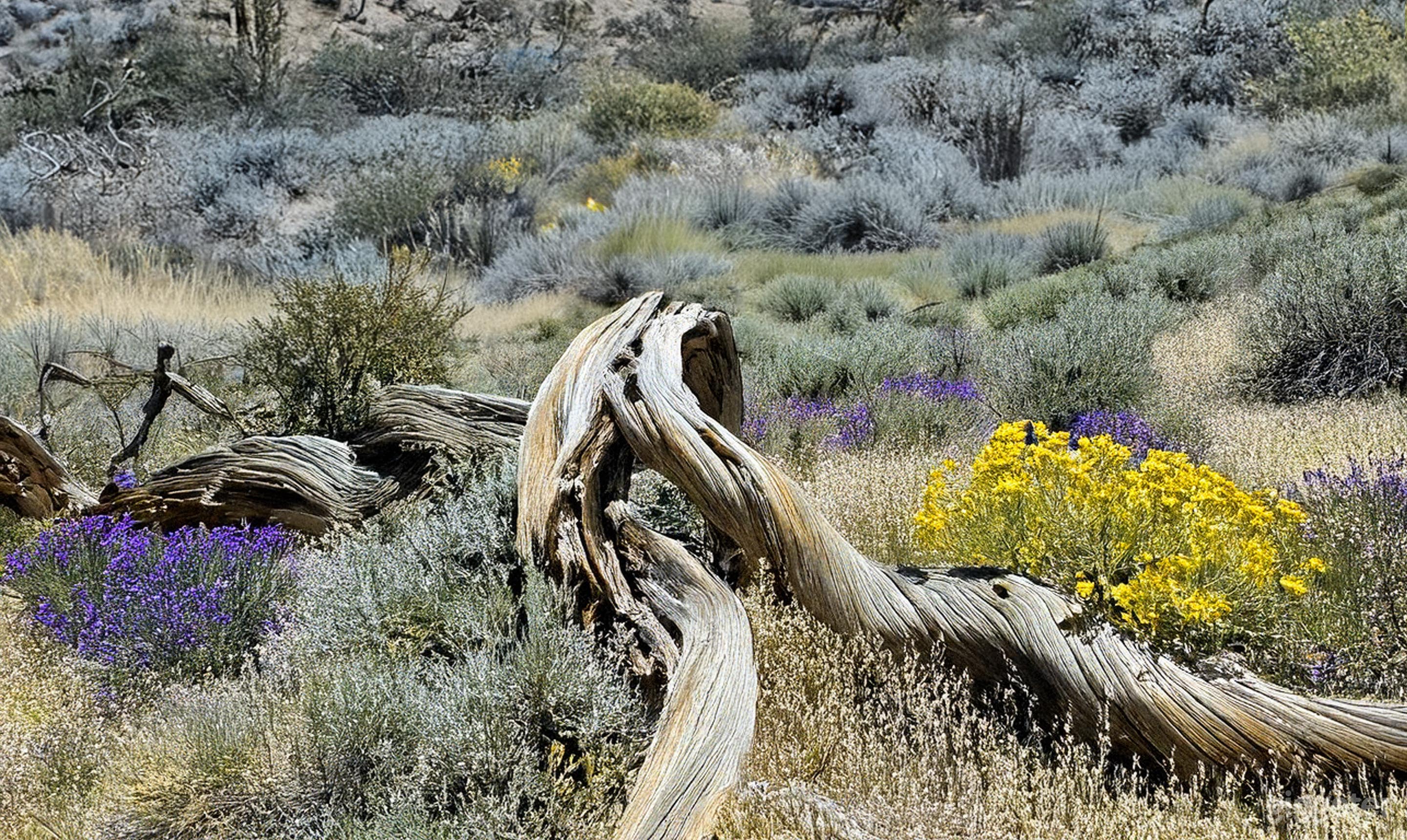 Exterior Buyout - Multi-Set Ranch - Natural Terrain Photo 4