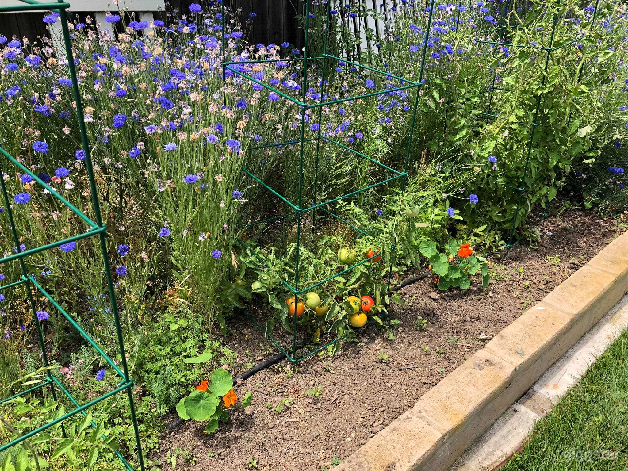 Rosemary House built in 1901 in Old Towne Orange Photo 4