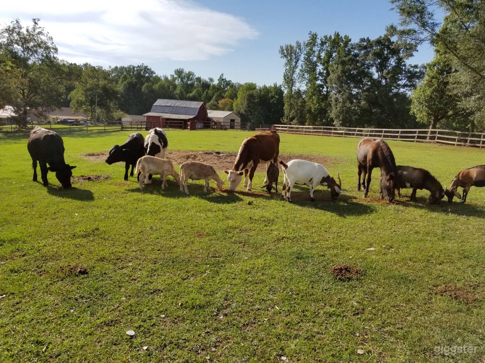 Farm animals having lunch