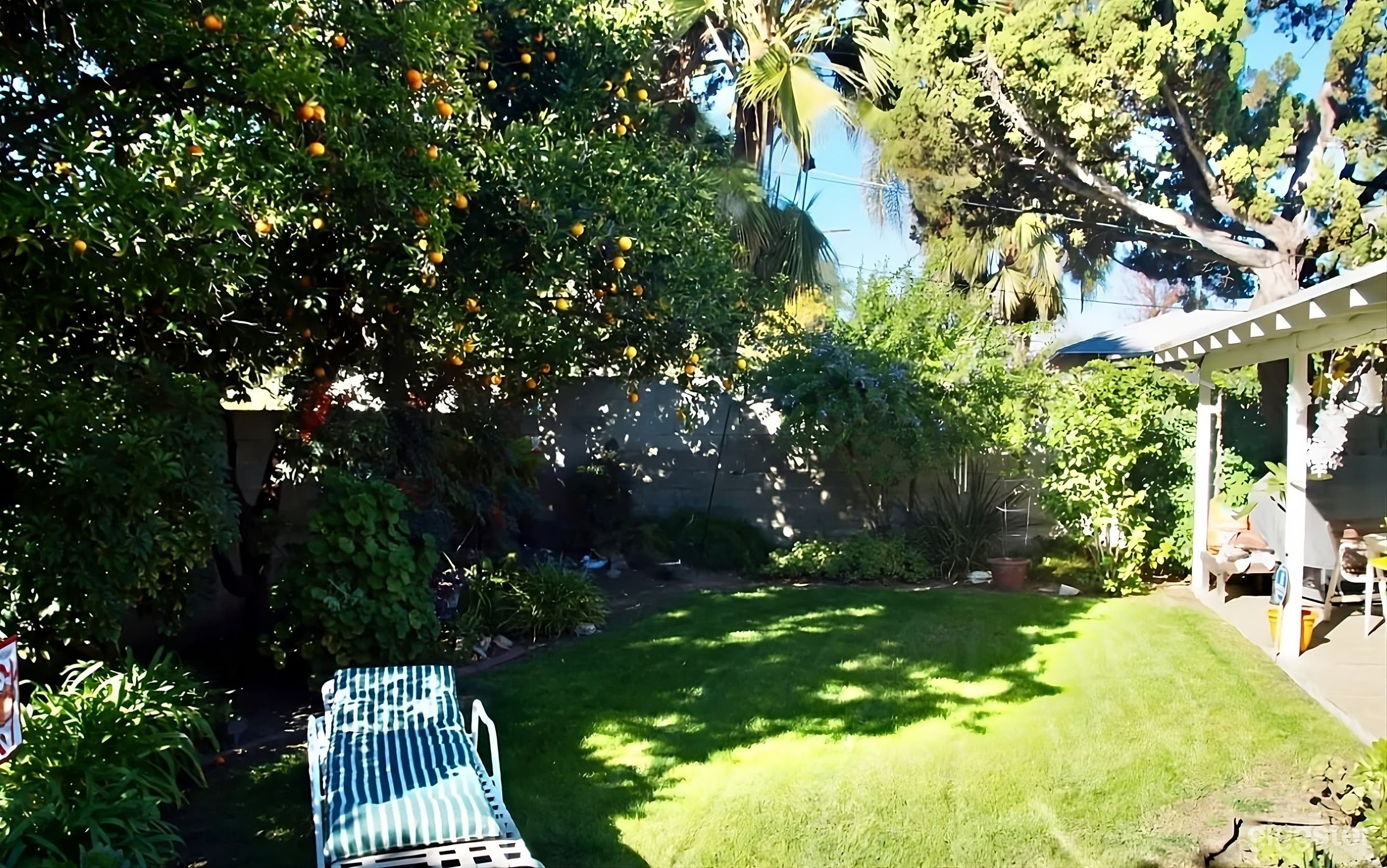 Sunny Backyard with Orange Tree Photo 3