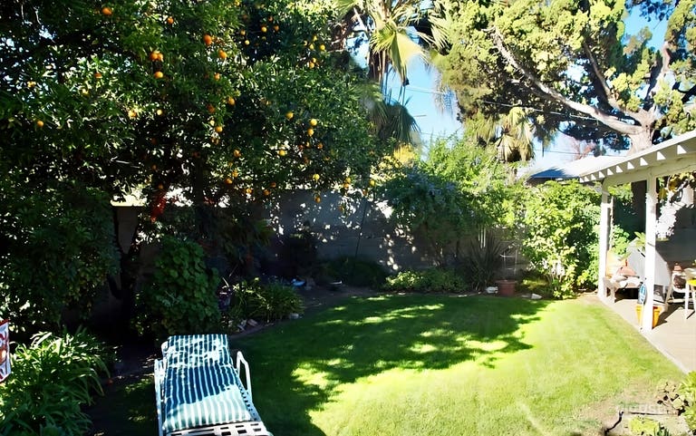  Sunny Backyard with Orange Tree 