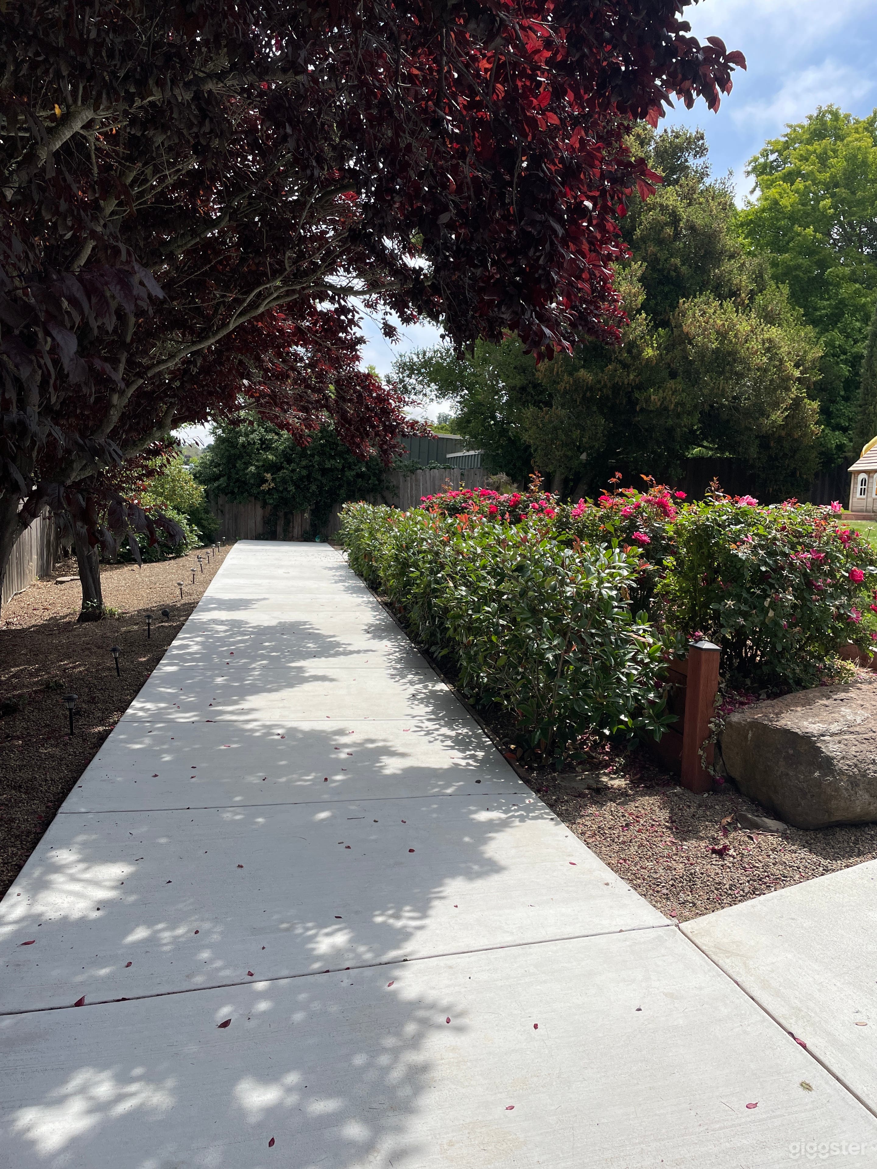 Cherry blossom shaded walkway with roses and hedge