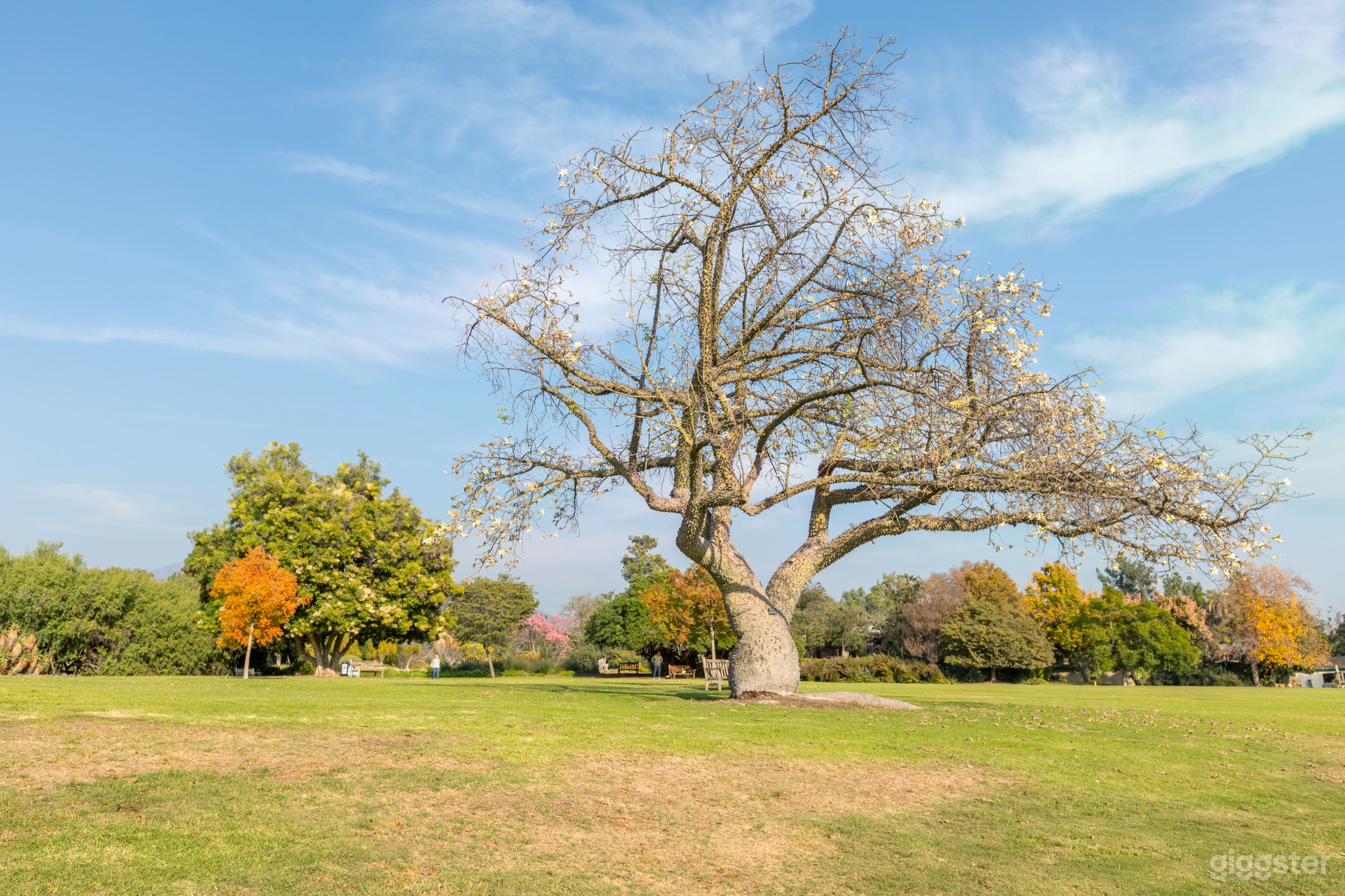 Gardens &amp; Peacocks Photo 2