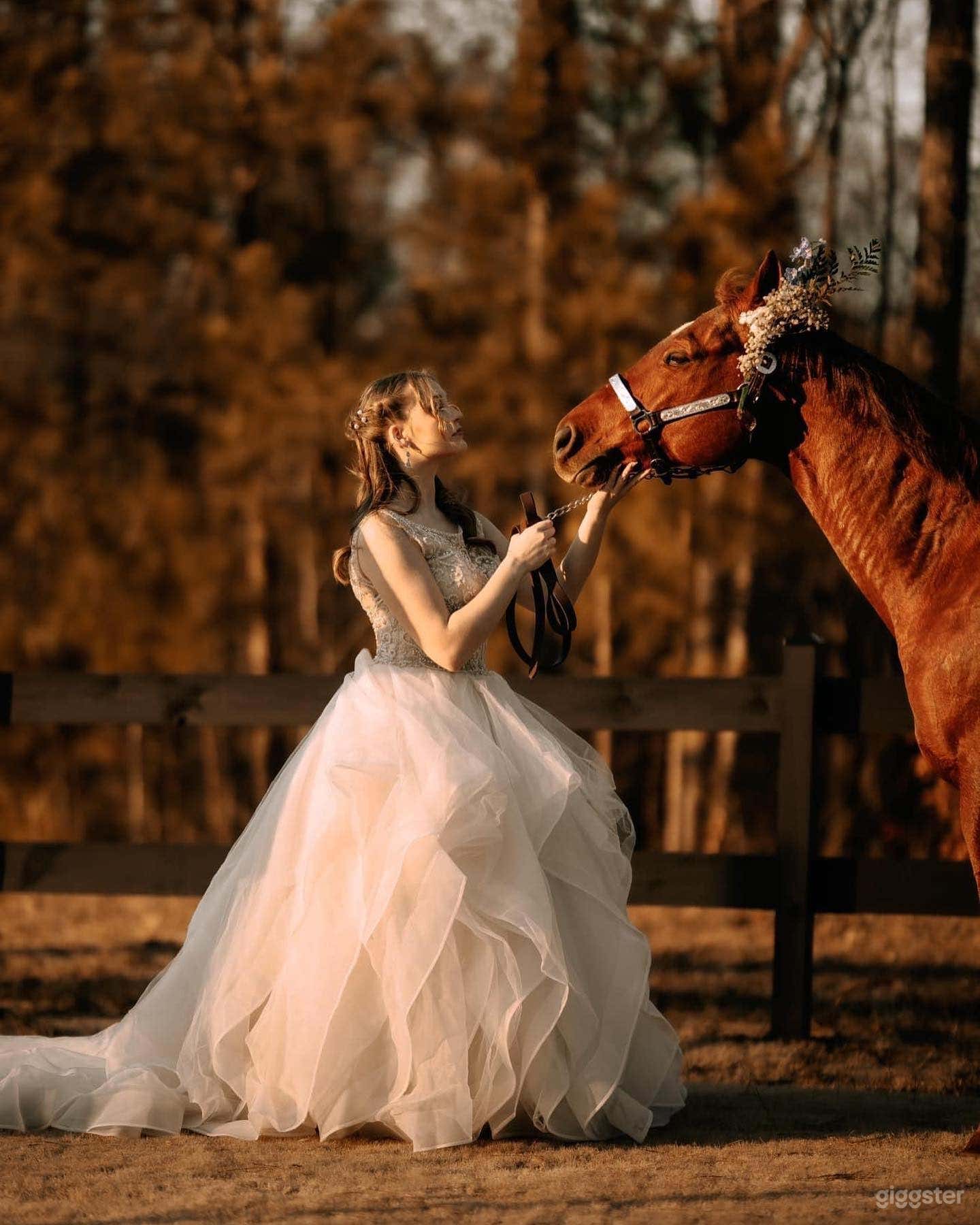 Picturesque Vineyard  Photo 4